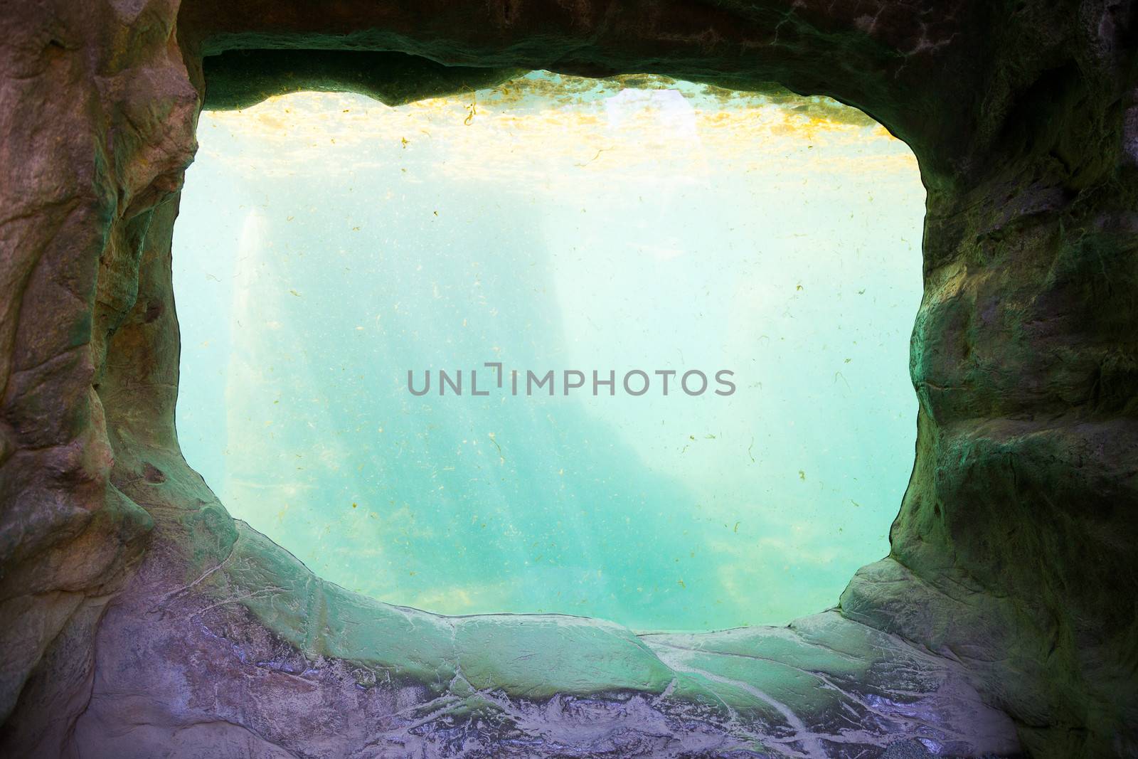 Underwater Aquarium Tank by joshuaraineyphotography