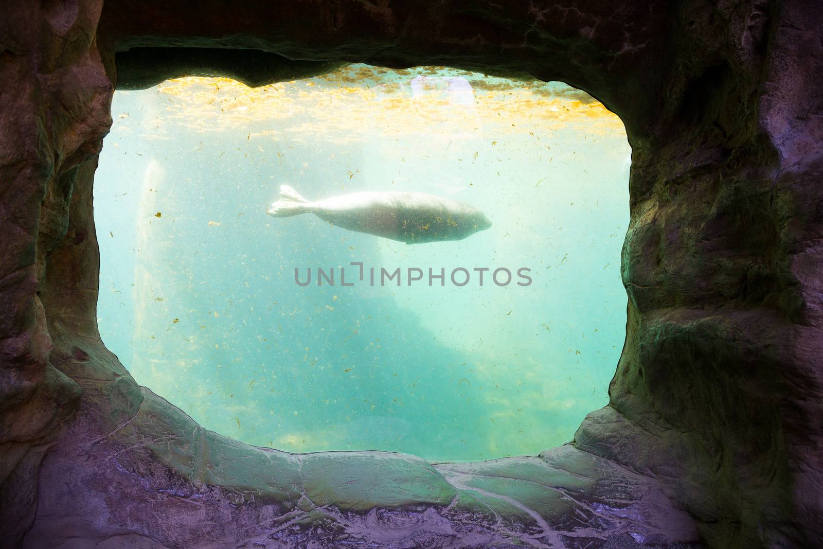 A seal swims by the glass of this aquarium tank at a zoo, calm and peaceful in the dirty tank of water.