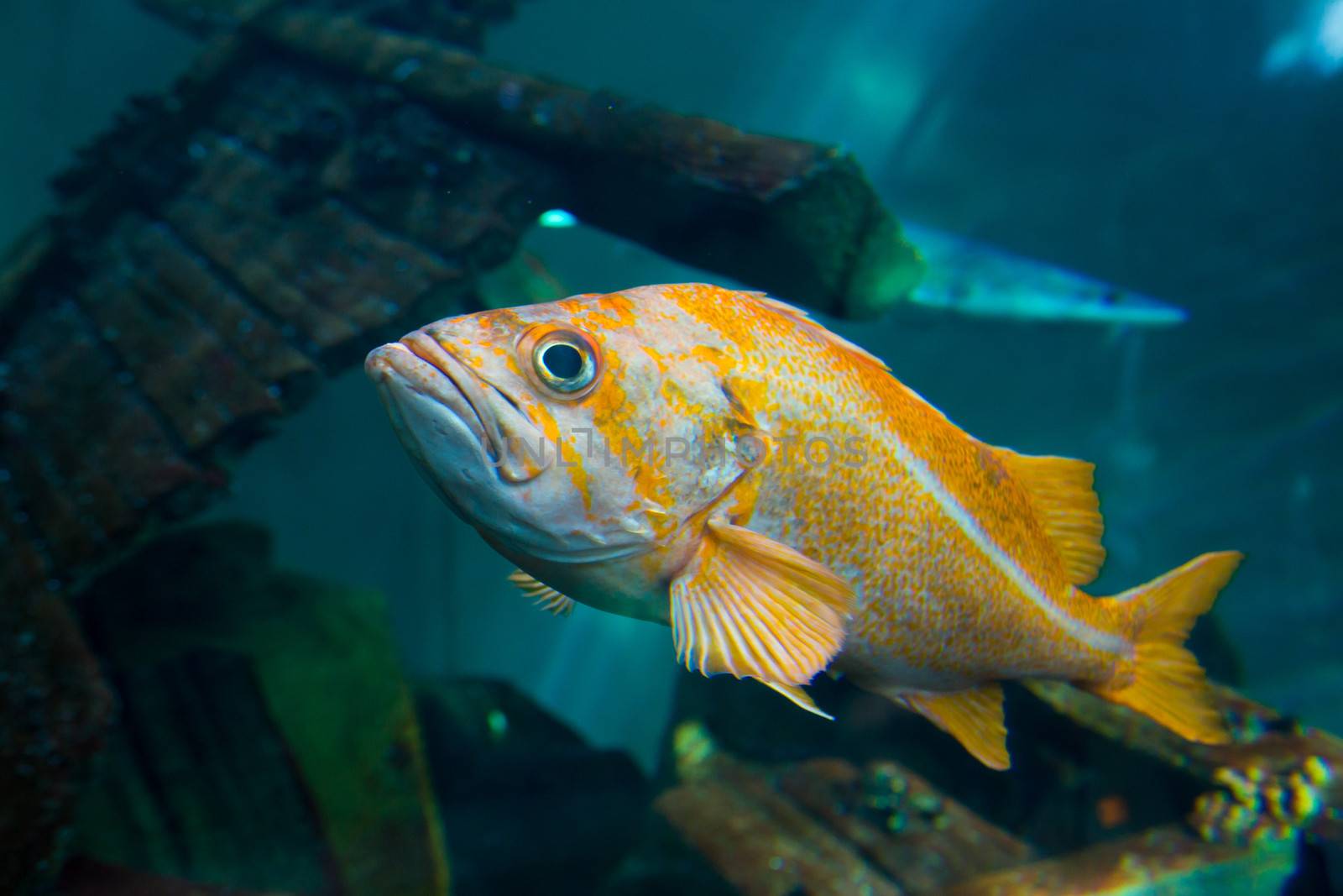 A fish swims near the glass at an aquarium tank at a zoo.