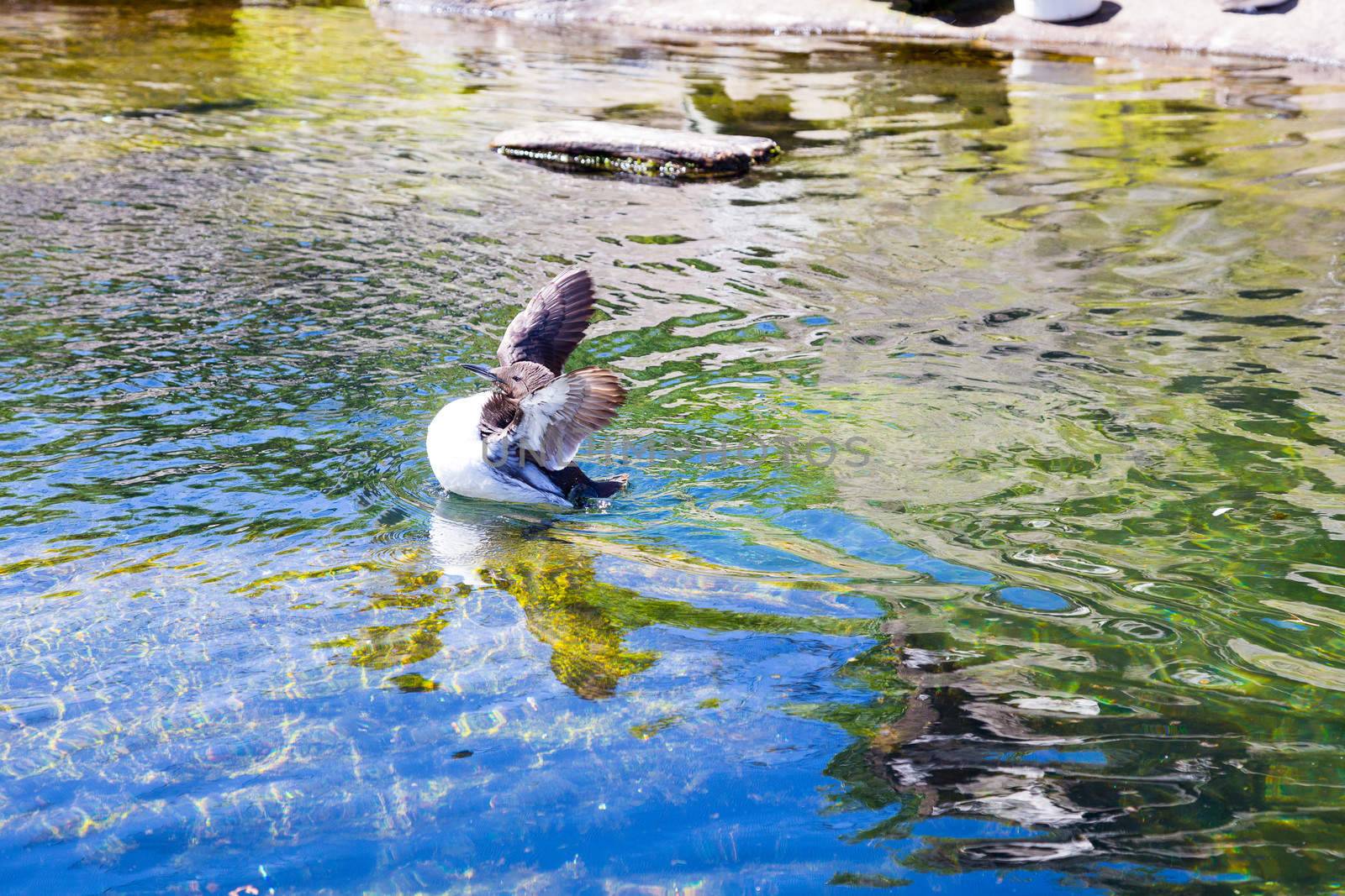Birds swim and clean themselves at a zoo aquarium tank for waterfowl birds.