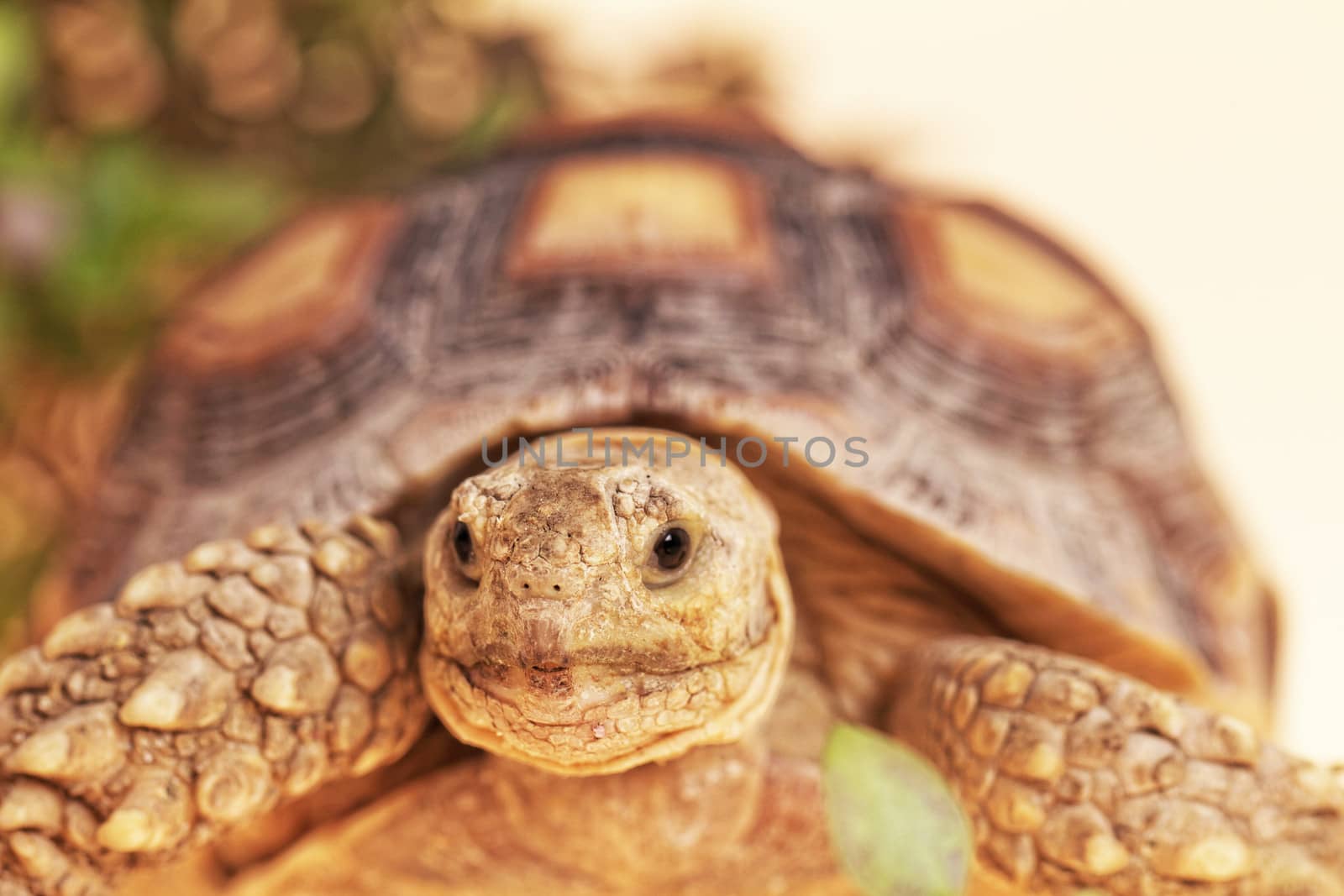African Spurred Tortoise (Geochelone sulcata) isolated