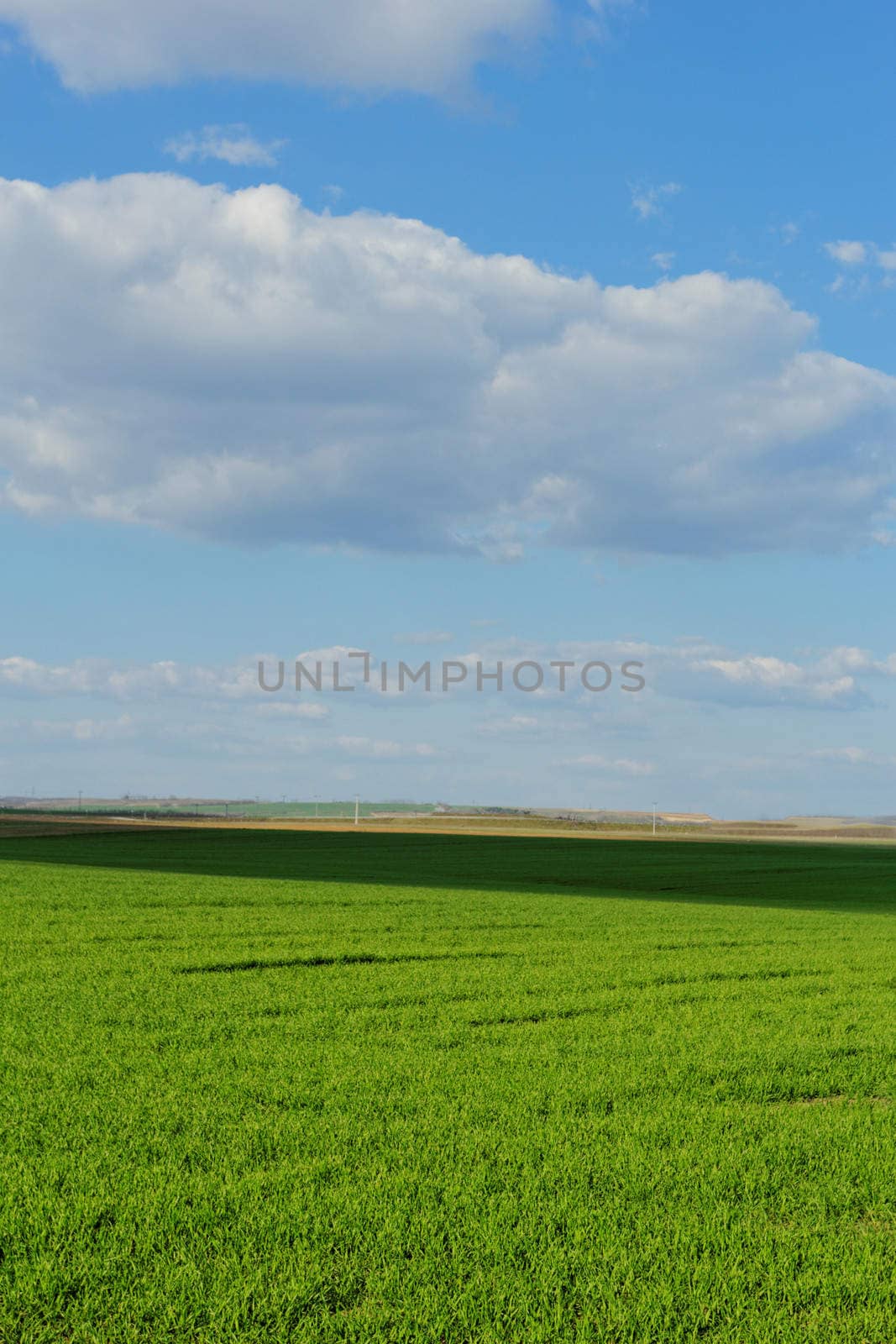 green wheat field under the blue cloudy sky