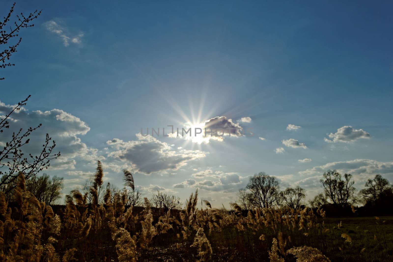 Reed in cloudy bright weather, the wind