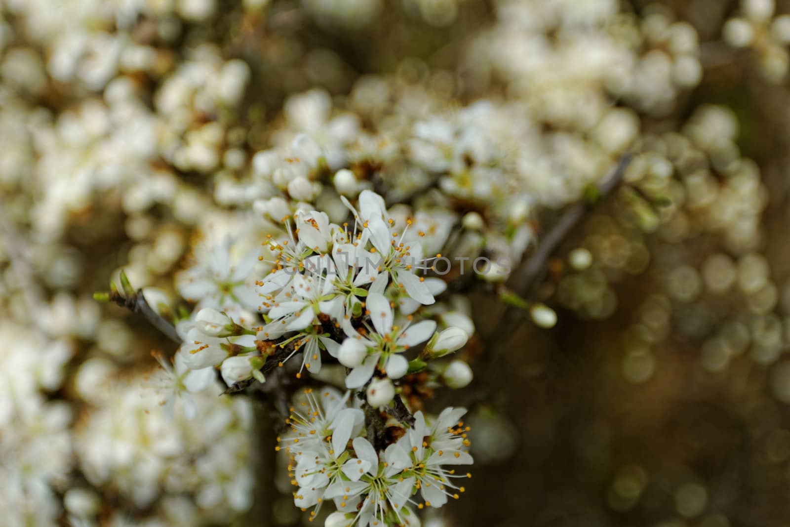 white blossom of the tree