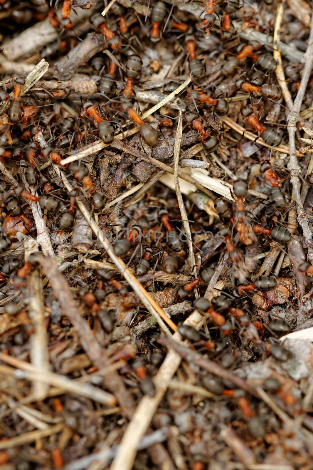 ants and ant hill