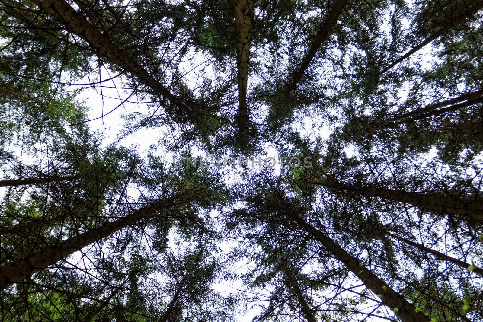 growing stretching tree to the sky