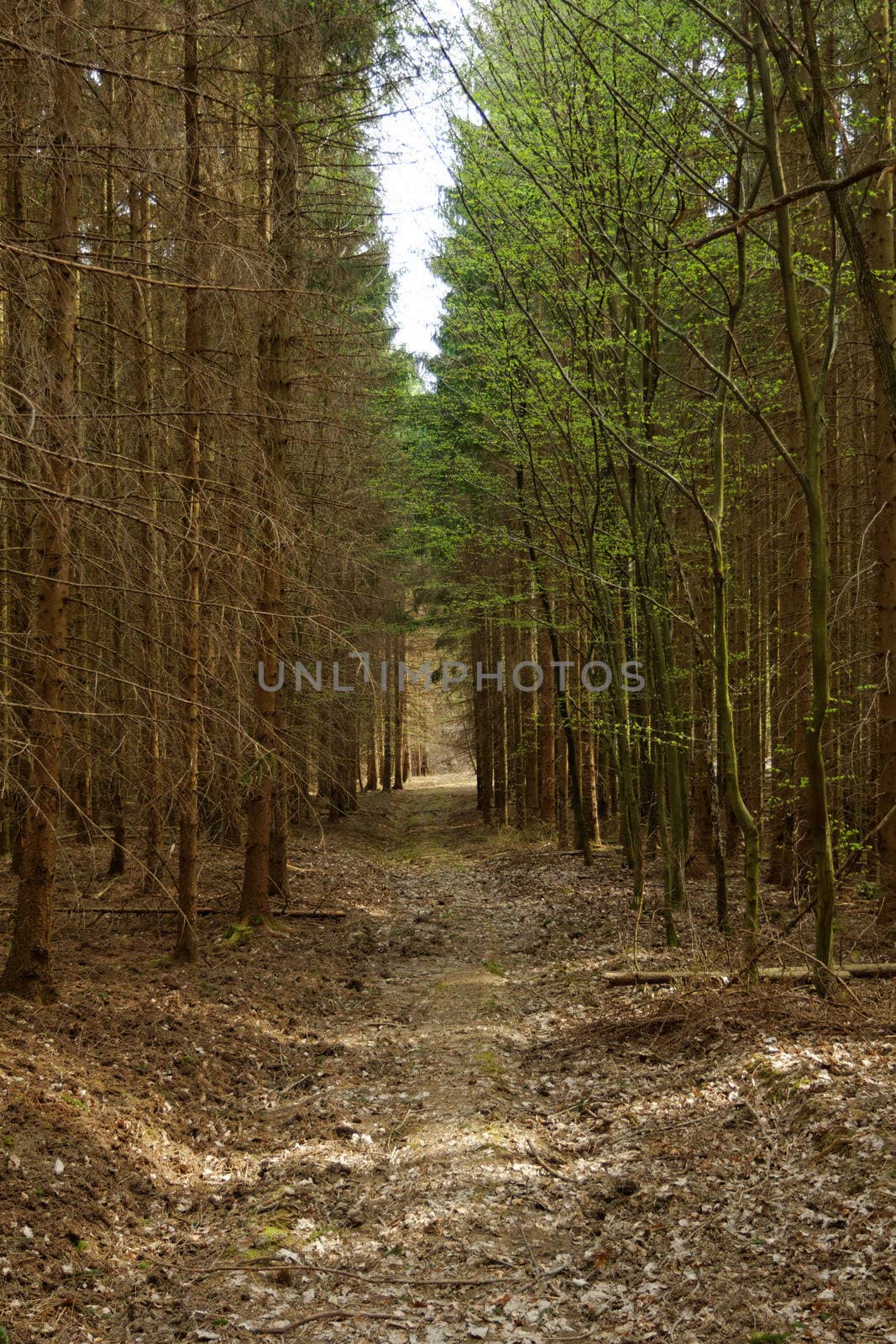 dirt road in the forest