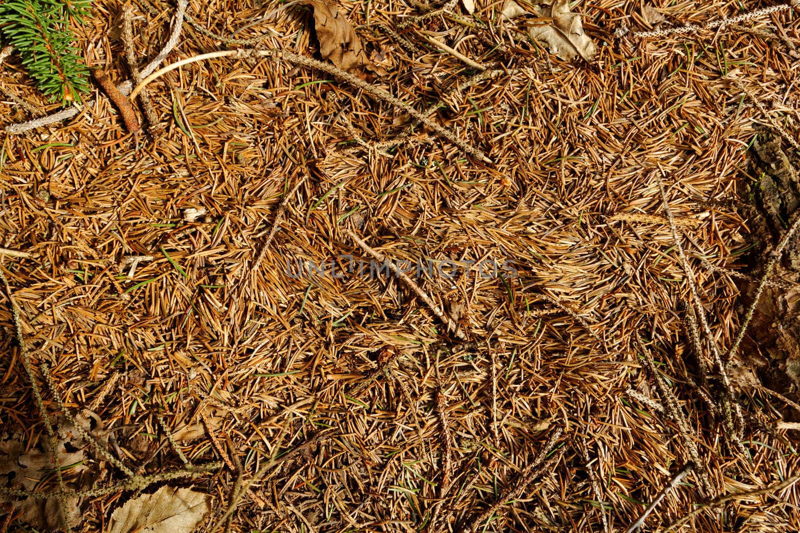 brown dry pine needles background with small brenches