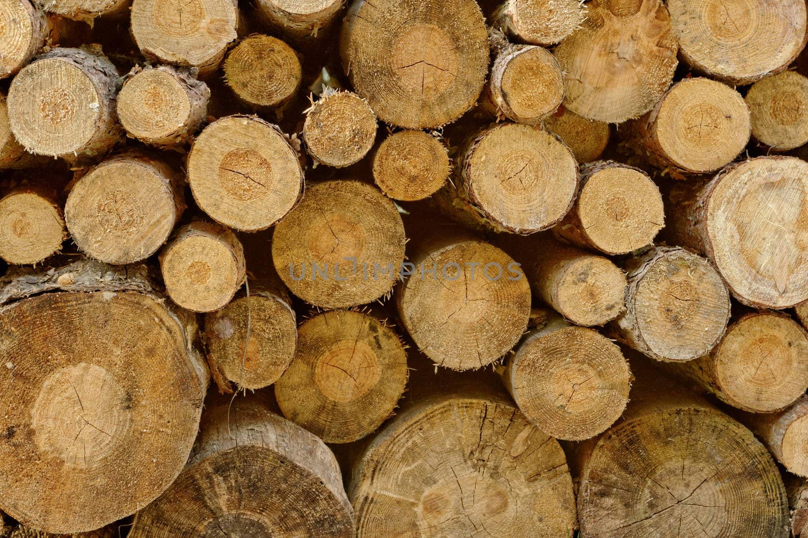 Pile of chopped fire wood prepared for winter