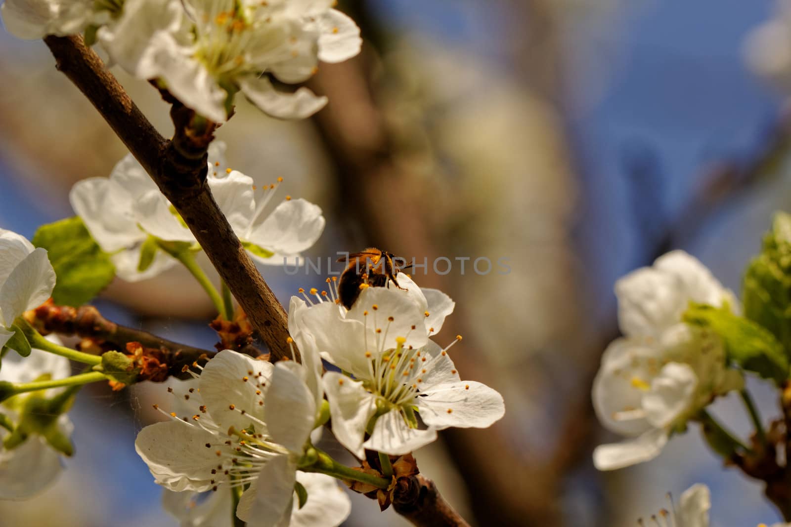 blossom tree with a bee pollination