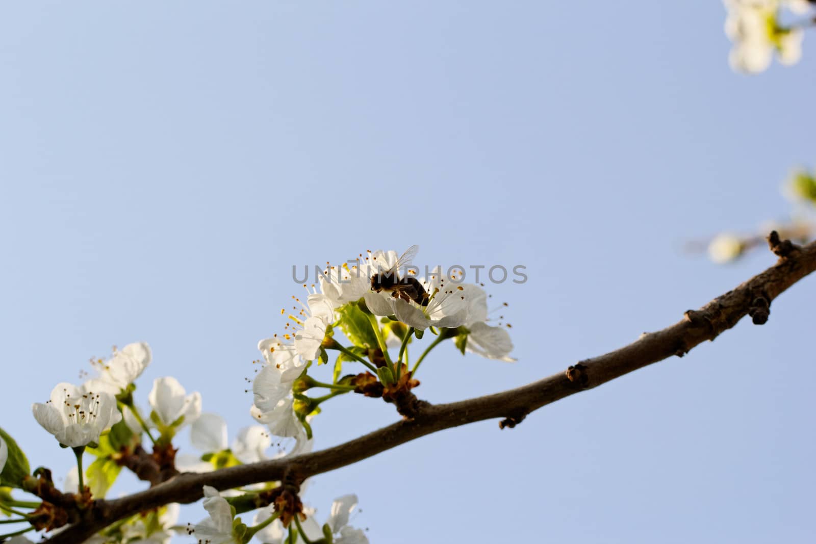 blossom tree with a bee pollination