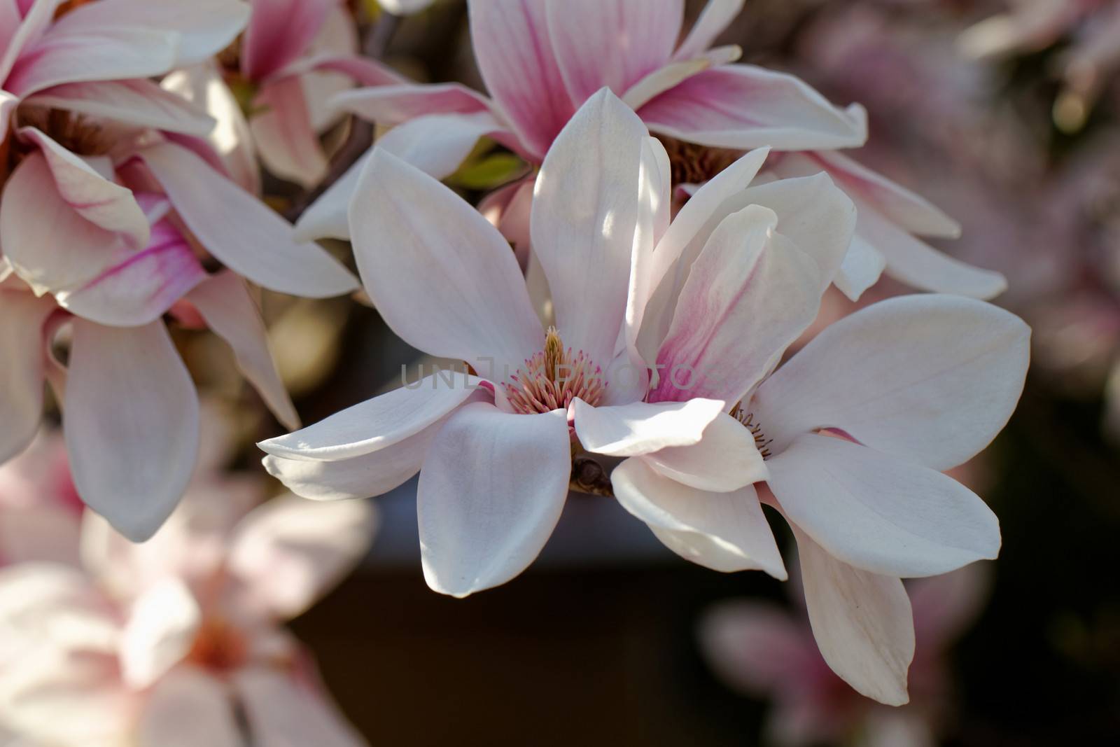 Spring Blossoms of a Magnolia tree