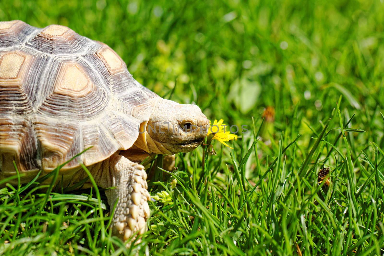 African Spurred Tortoise (Geochelone sulcata) in the garden