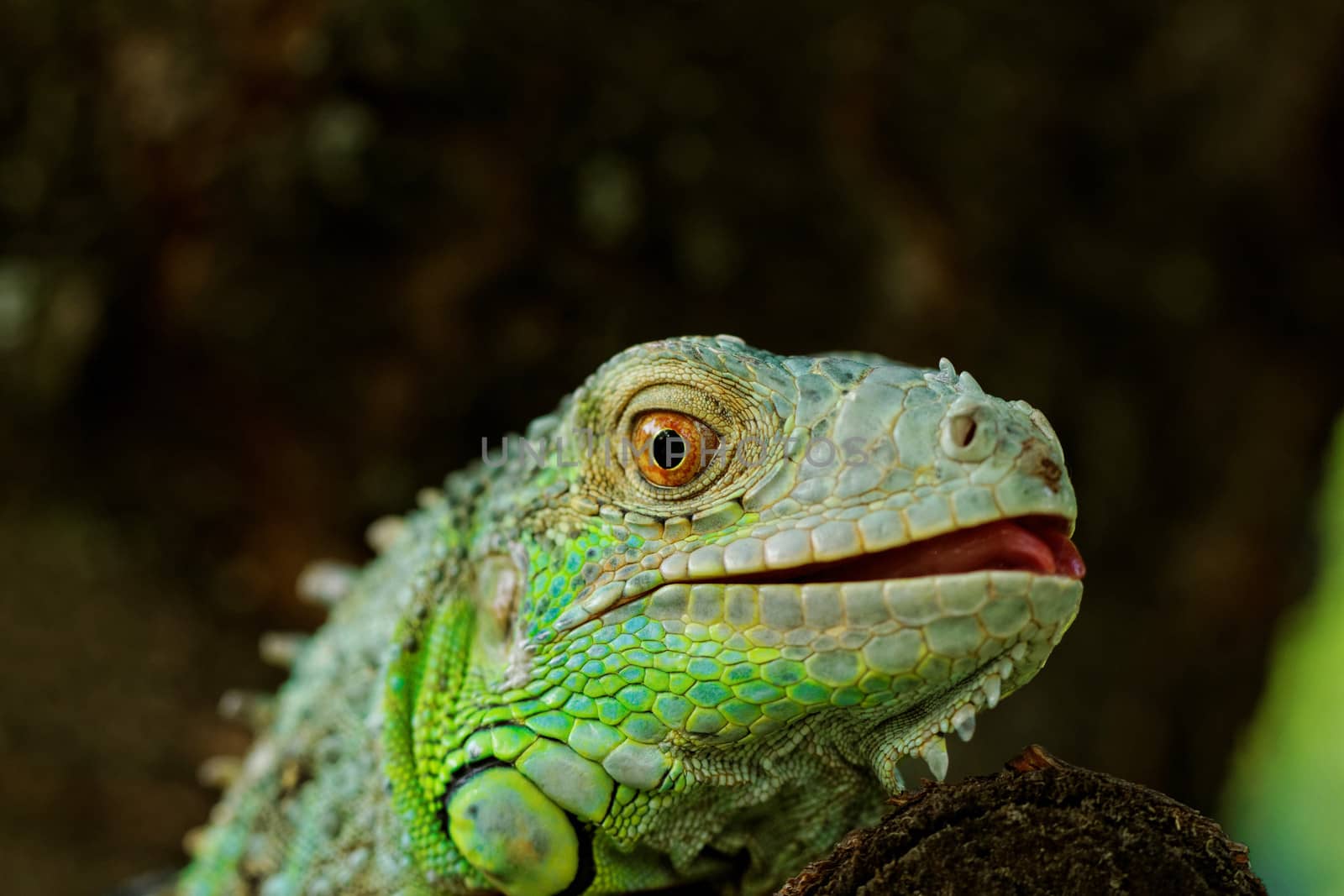 portrait about a green iguana on the tree