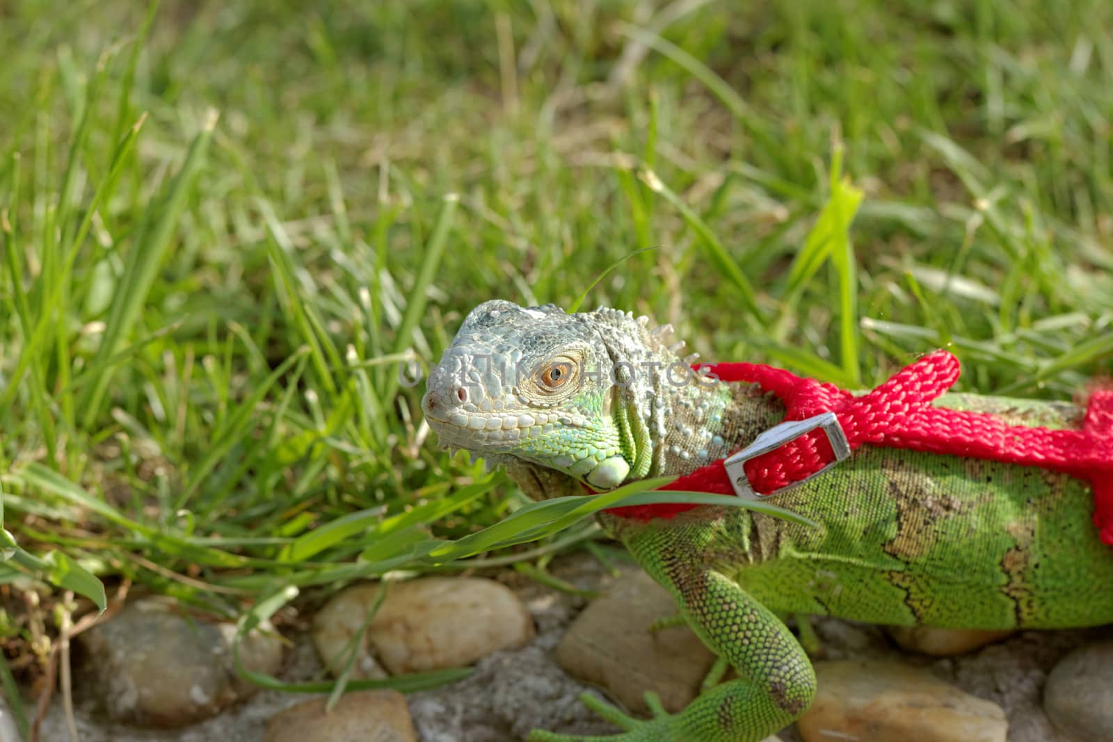 green iguana on a red leash