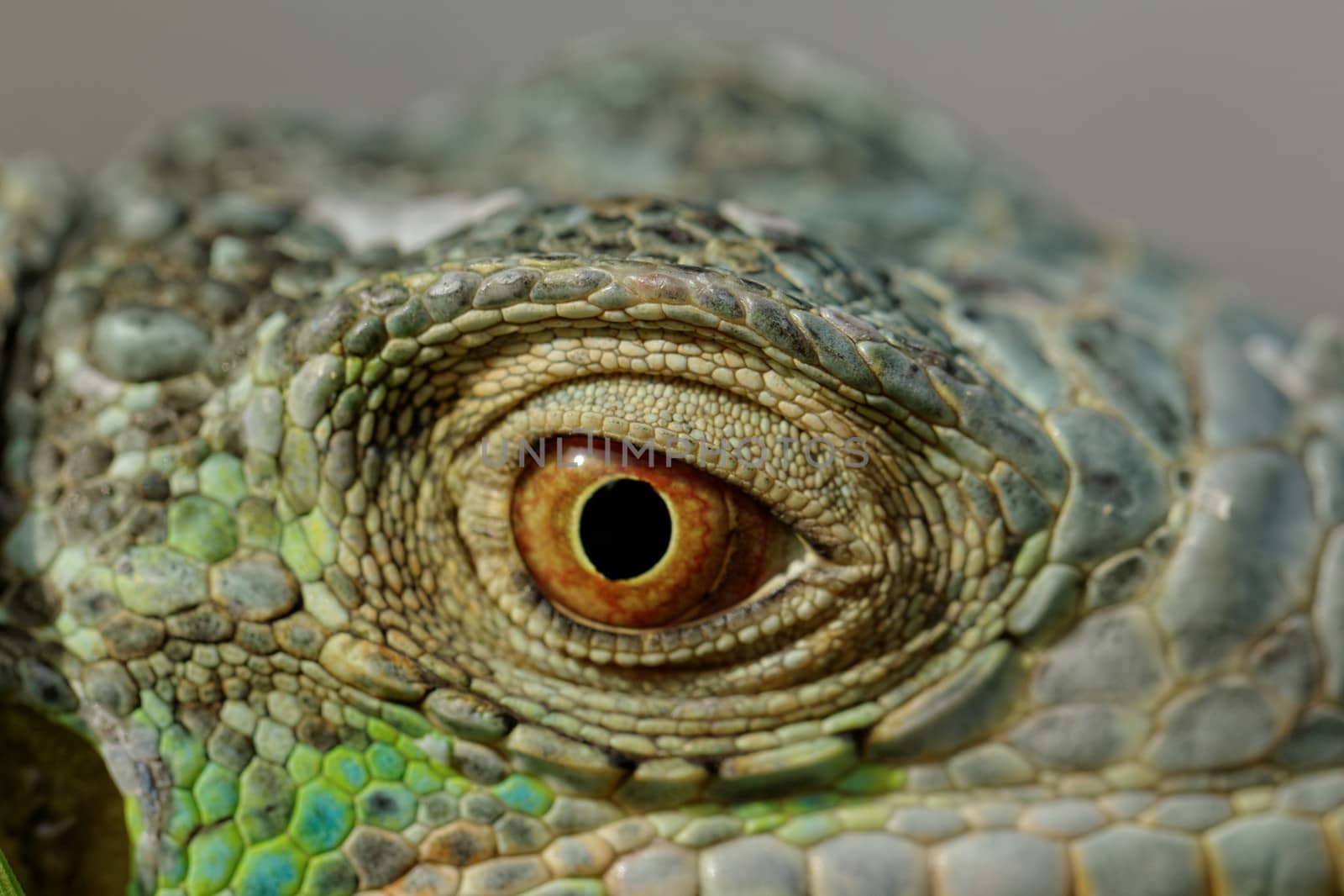 macro of a fantastic green iguana head