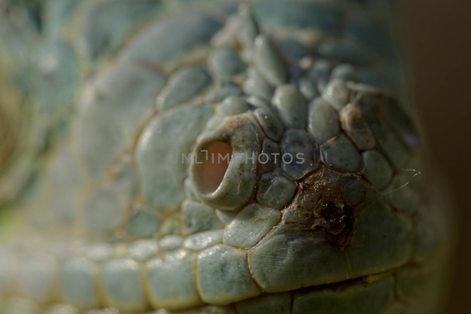 macro of a fantastic green iguana eye