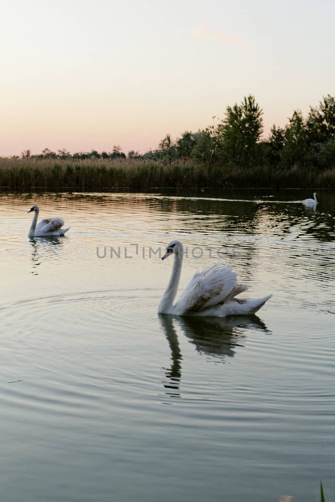 Lonely swan swimming by the rising sun