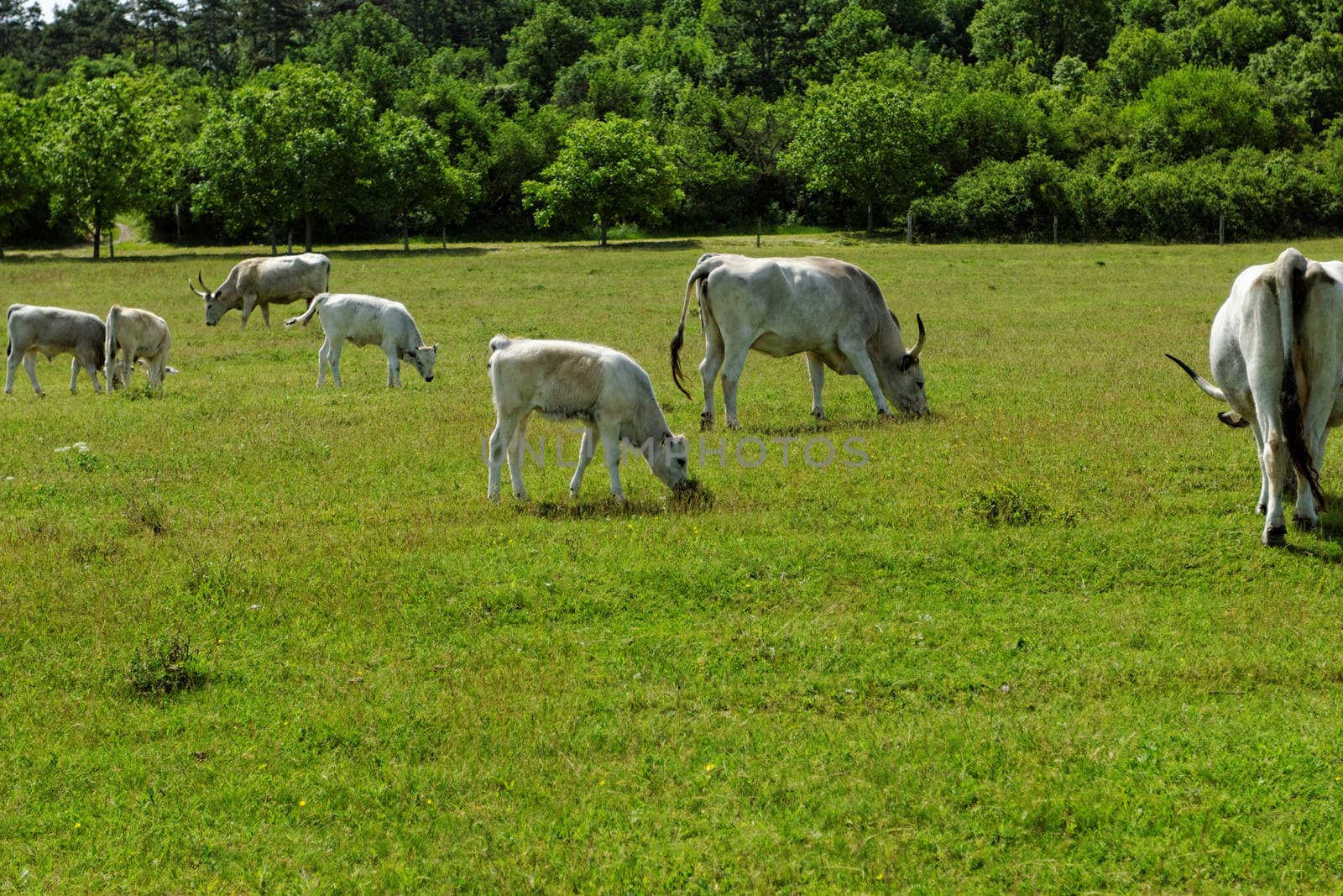 Ruminant Hungarian gray cattle bull on grass