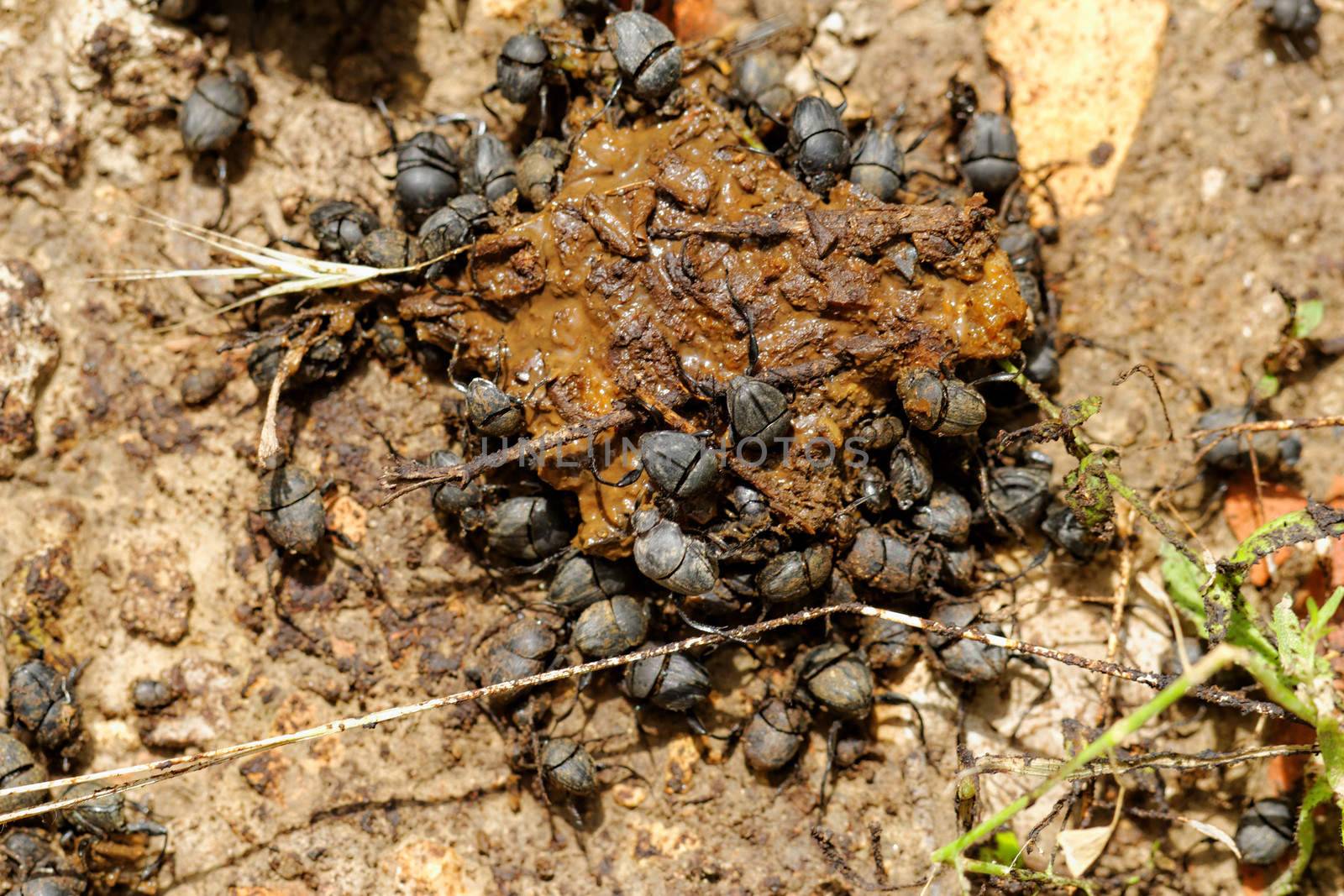 dung beetles in the excreta (Scarabaeus viettei ,Madateuchus viettei, Scarabaeidae)