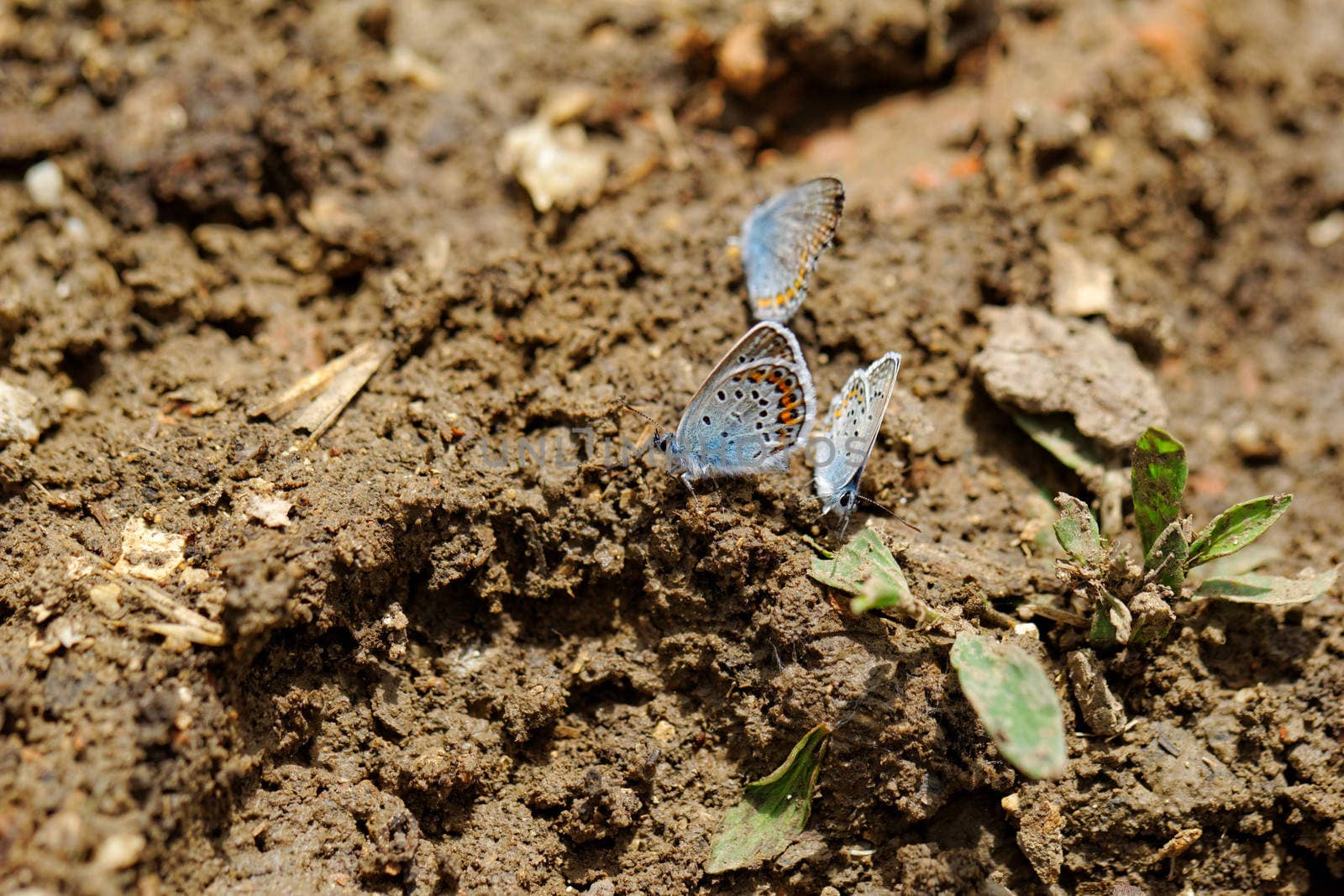The Silver-studded Blue (Plebejus argus) is a butterfly in the family Lycaenidae