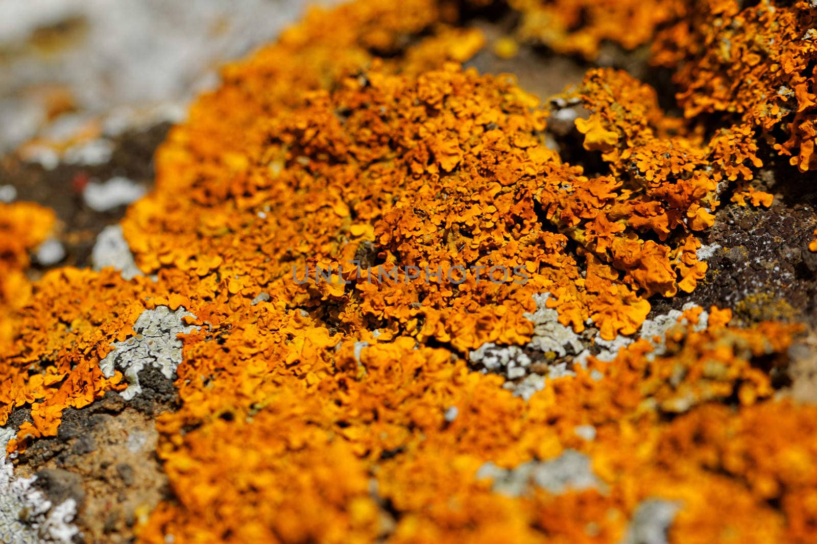 Macro photo of the mushroom on the rocks