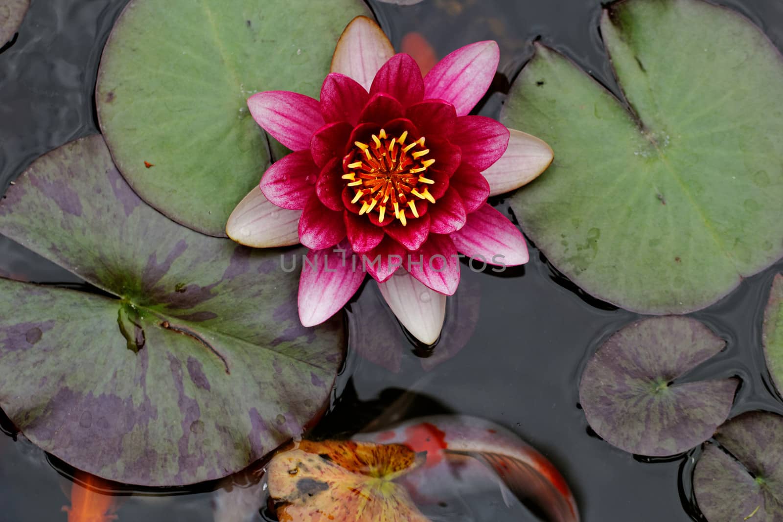 water lily on the pond by NagyDodo