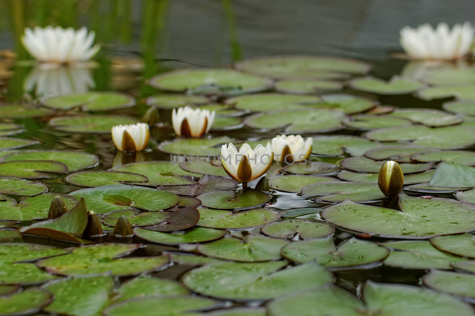 water lily on the small Lake