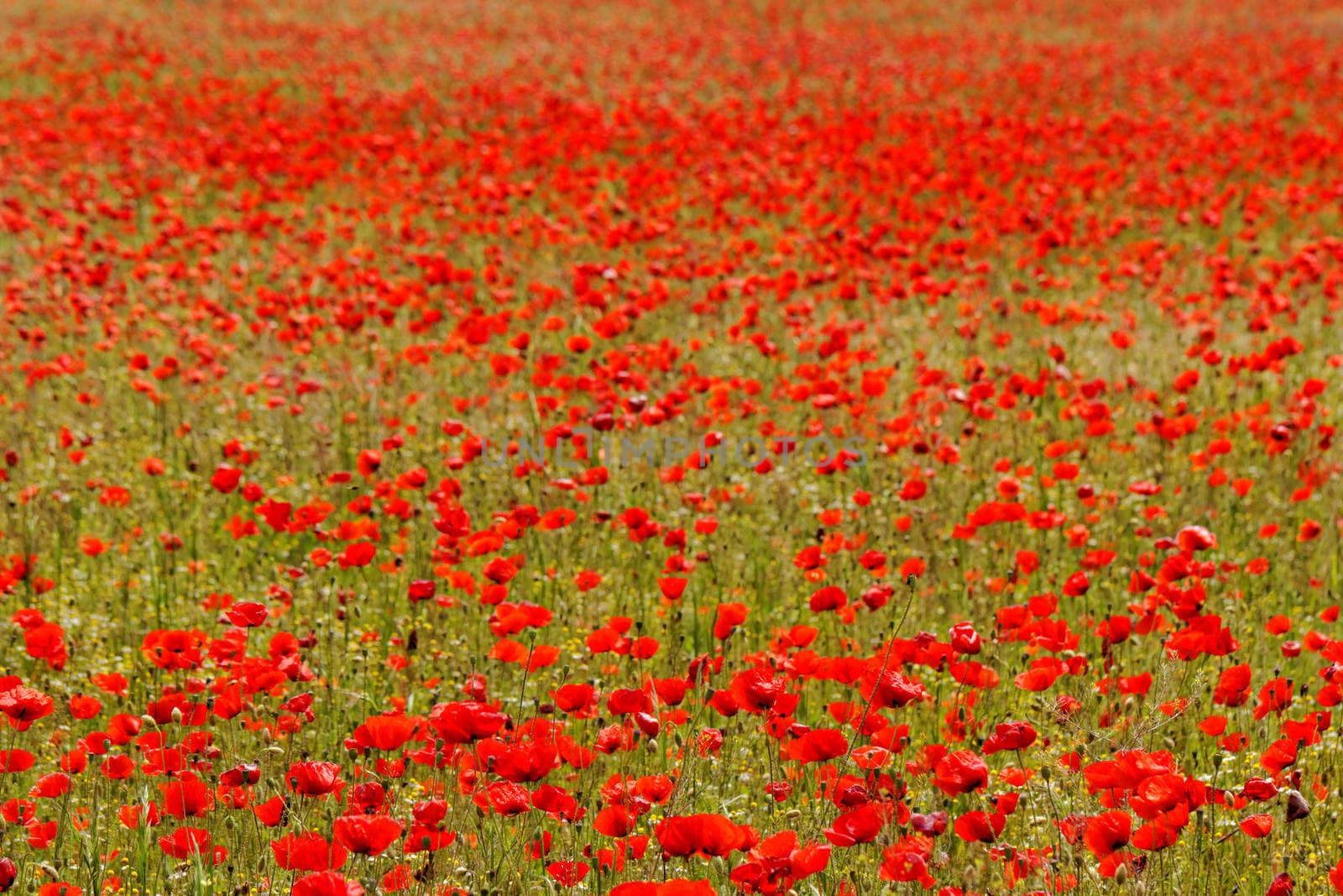 Huge red colored poppy field