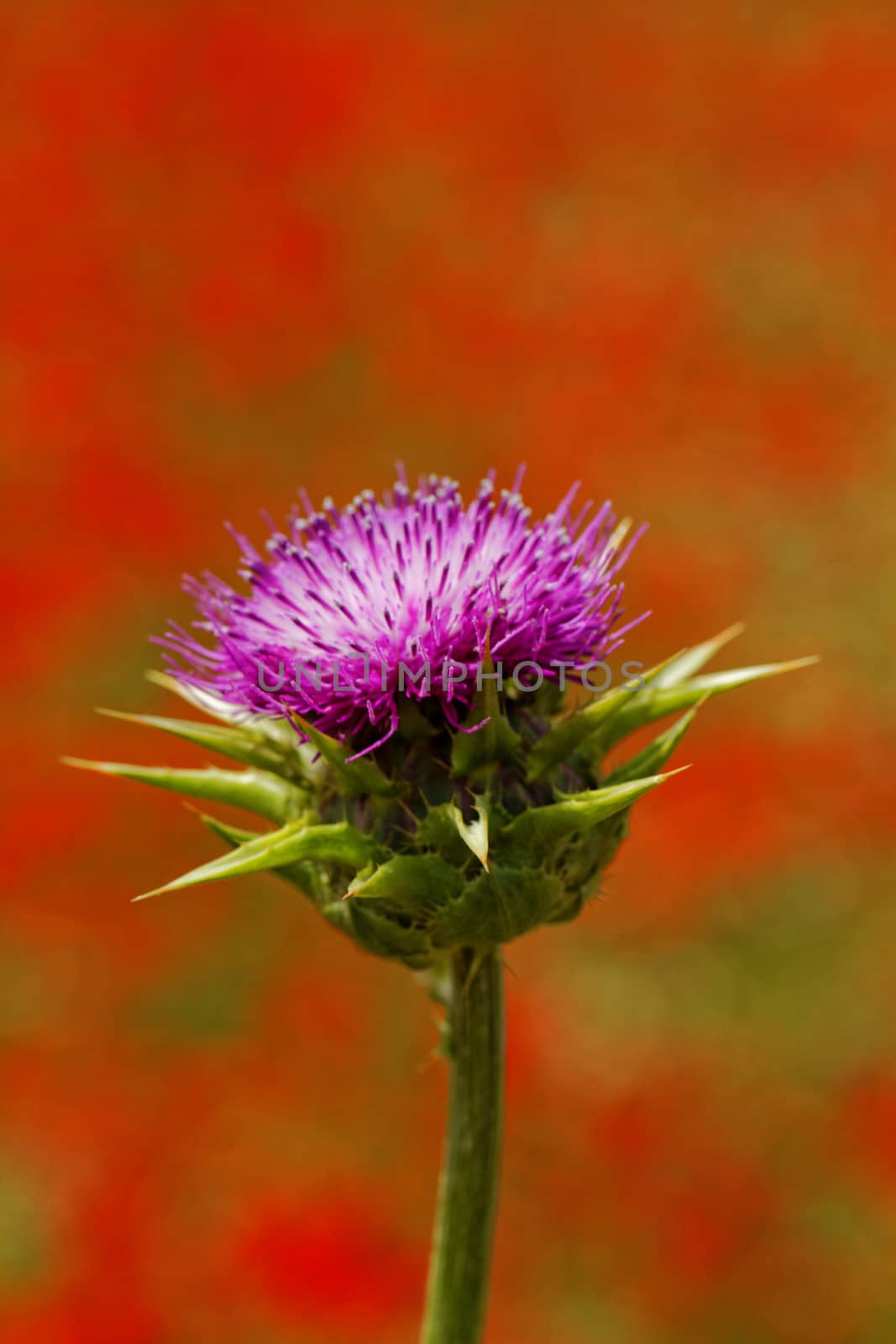 violet thistle flower on poppy field by NagyDodo