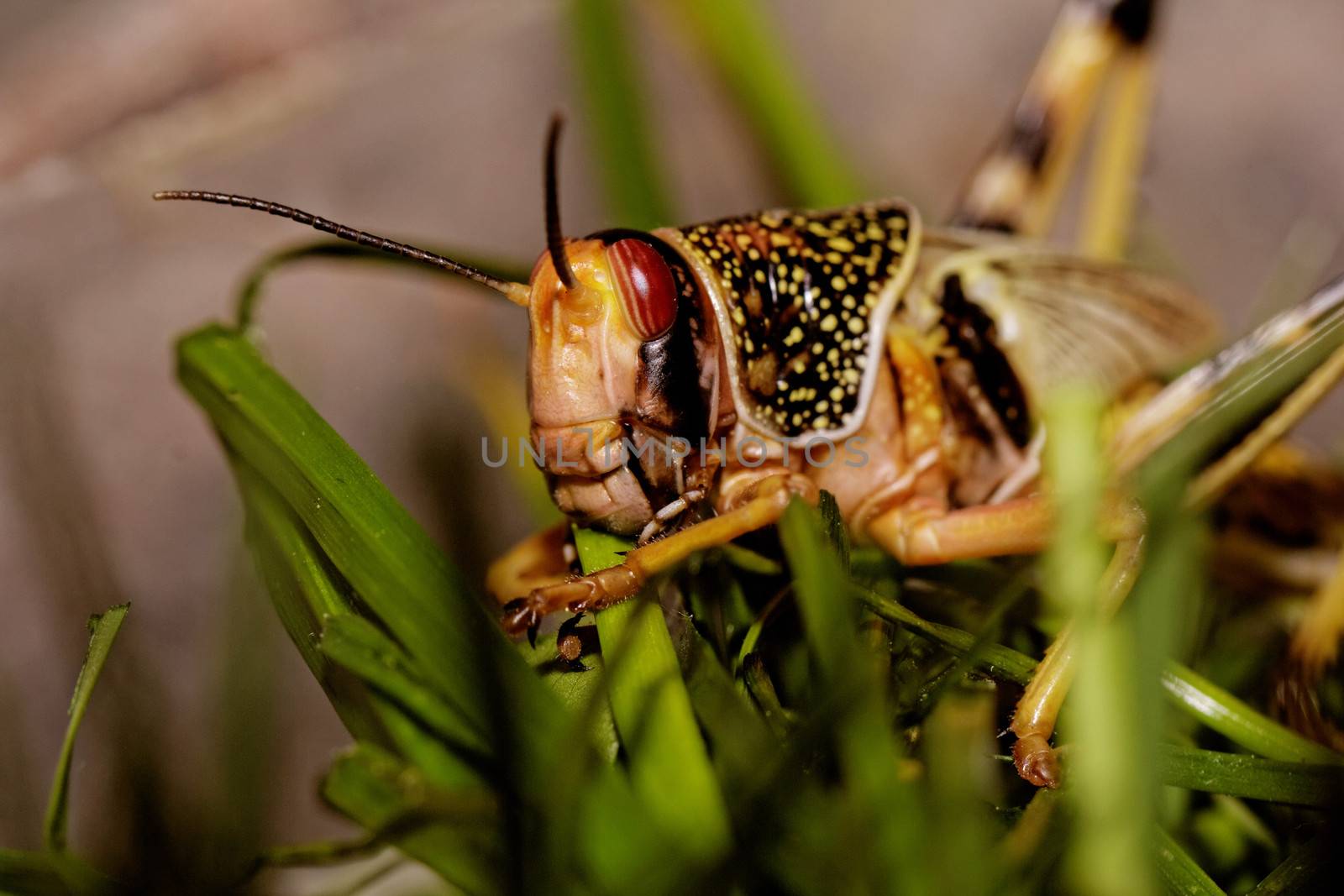 one locust eating the grass in the nature