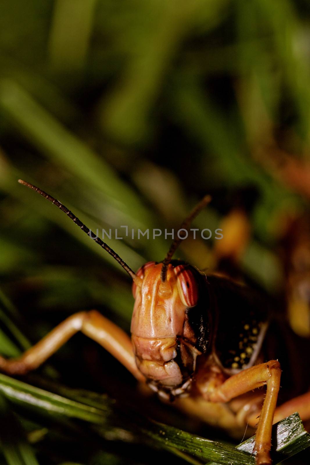 one locust eating the grass in the nature