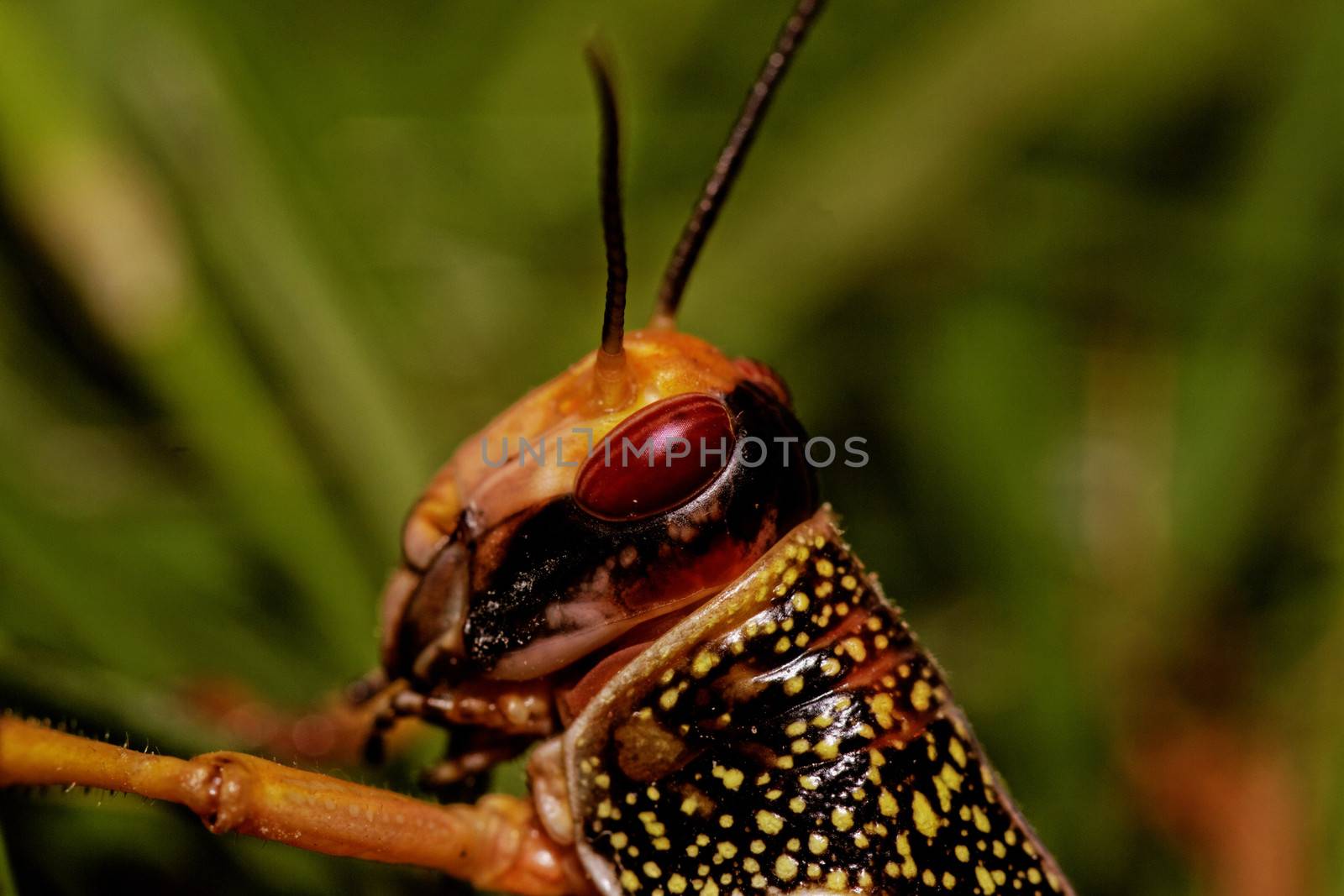 one locust eating the grass in the nature