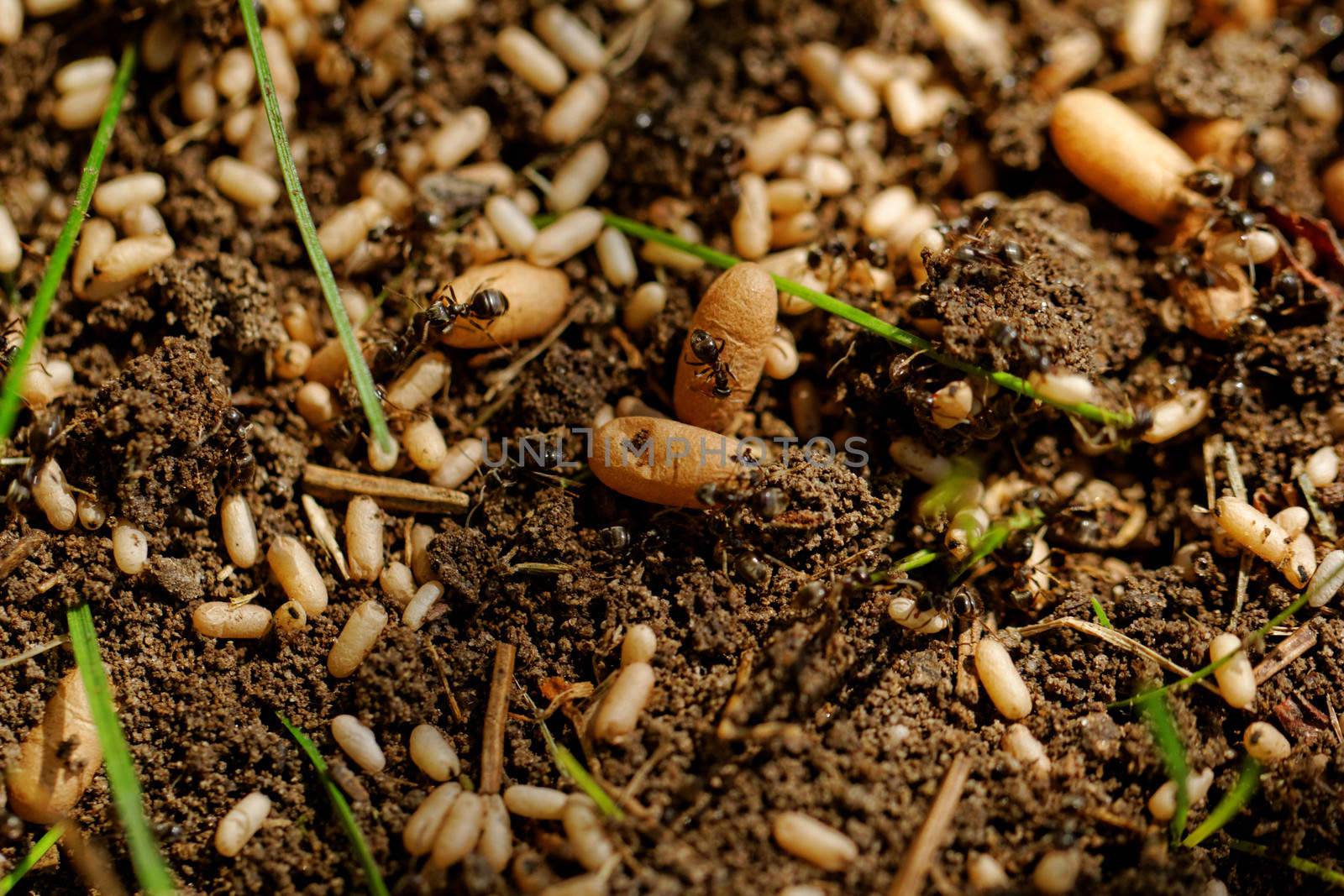 in the anthill moving ants the eggs