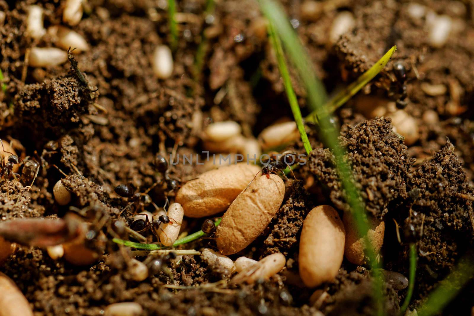 in the anthill moving ants the eggs