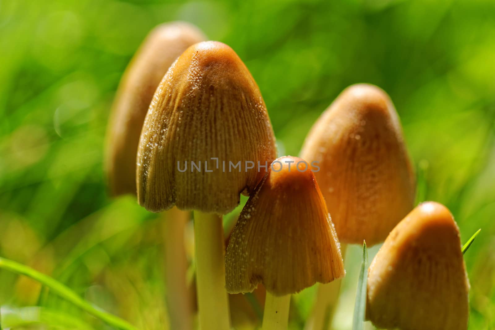 Mushroom growing in the grass