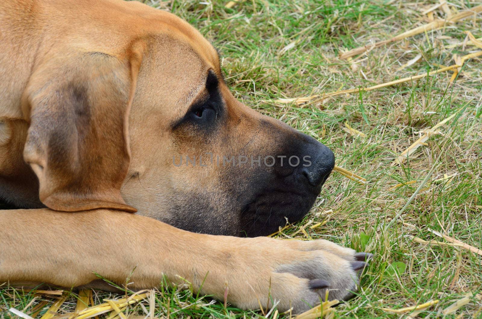 Great dane sleeping