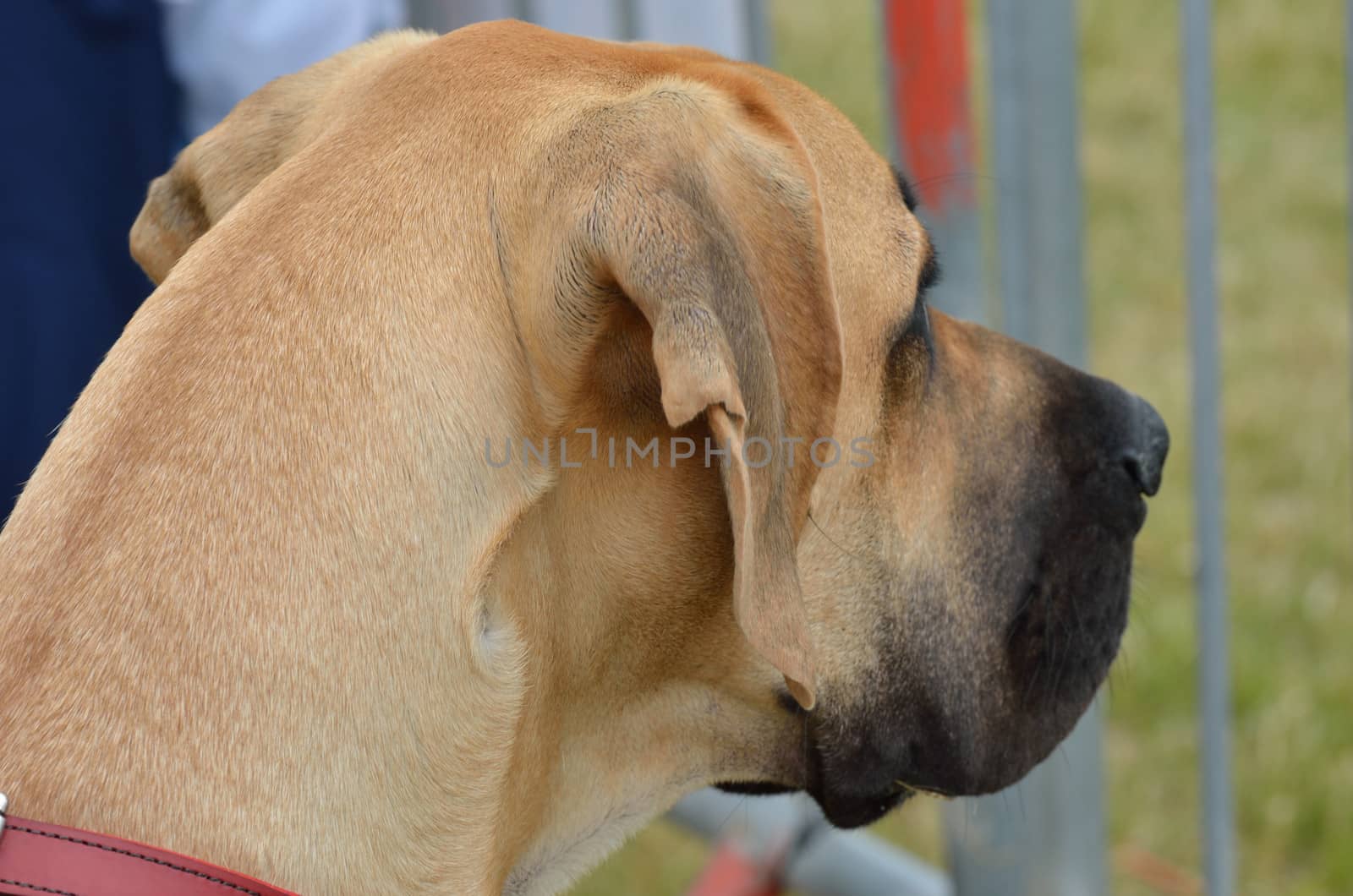Great dane sitting watching