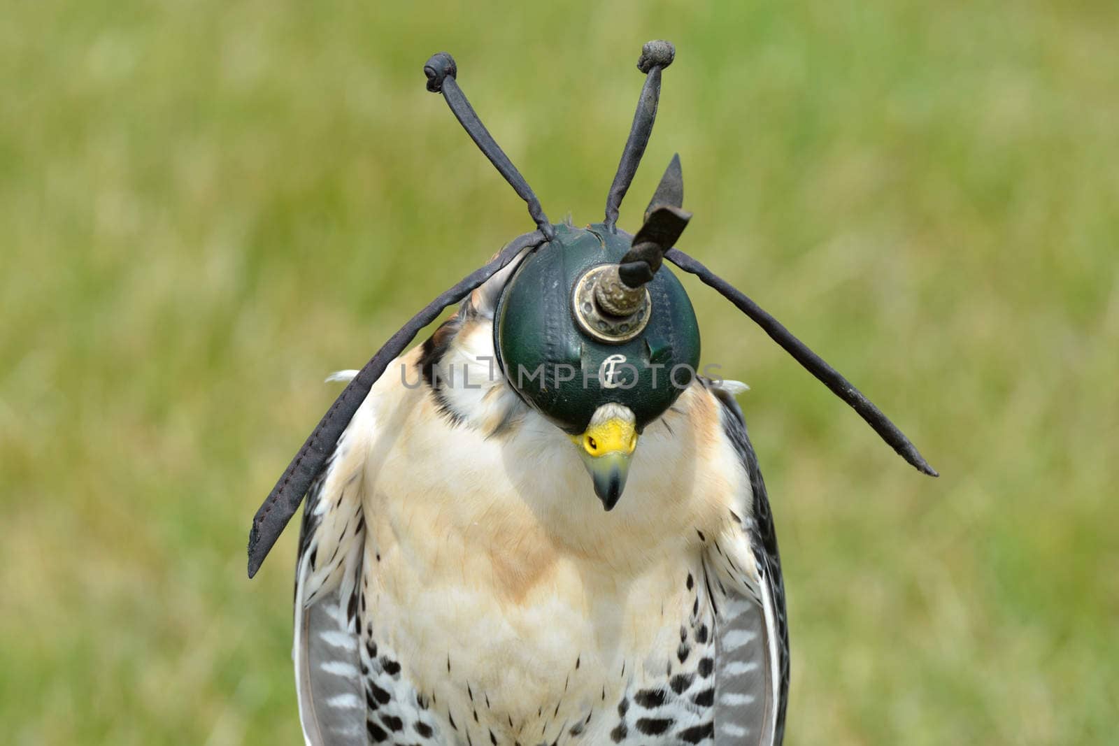 Hooded hawk standing