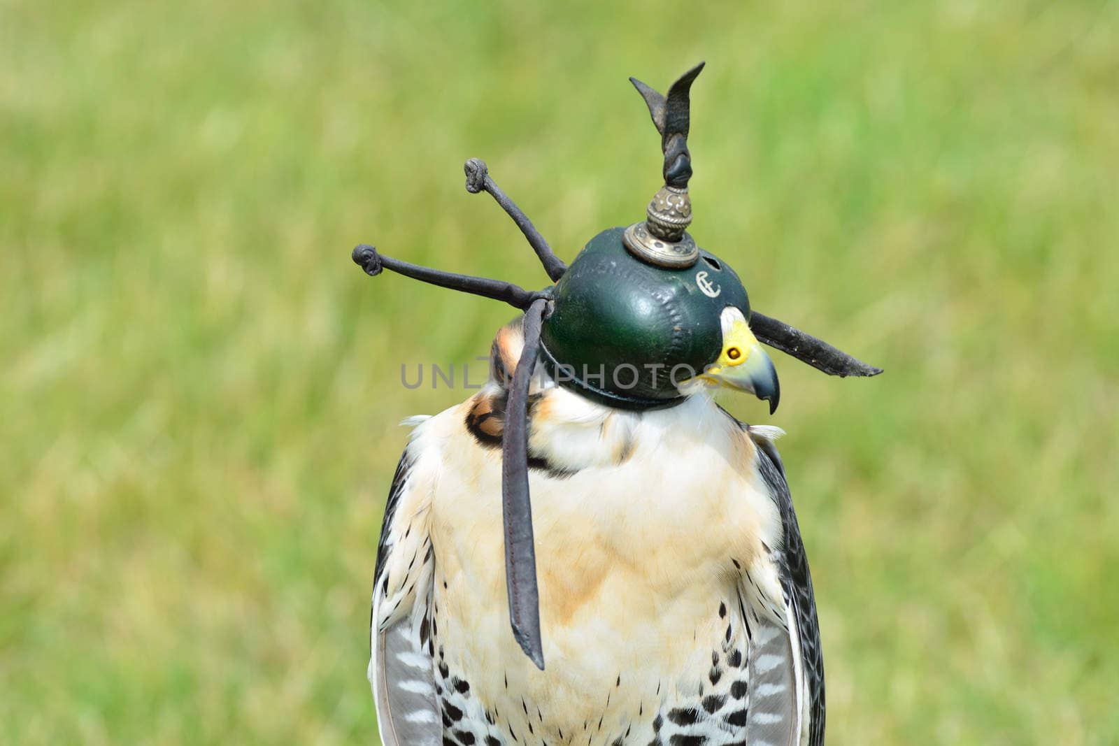 Head of hooded hawk