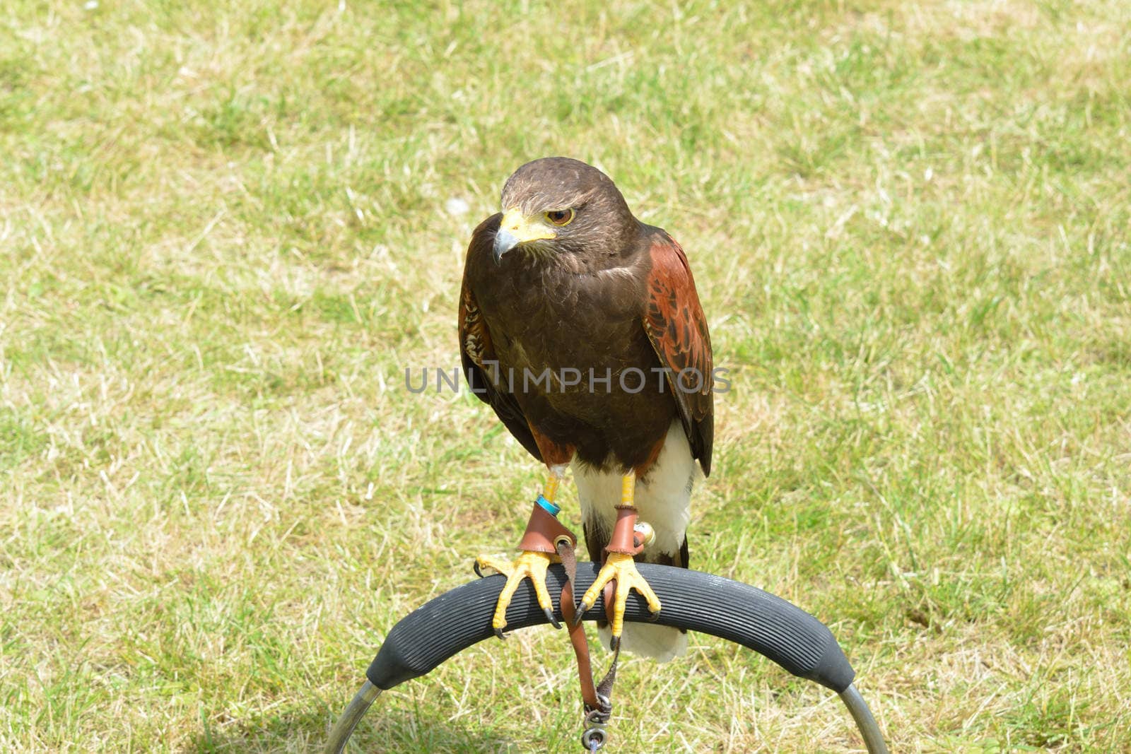 Perched Brown Hawk by pauws99