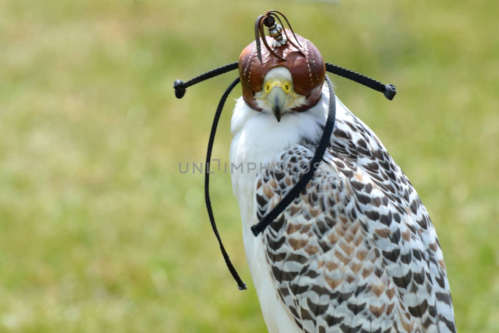 Hawk in hood standing