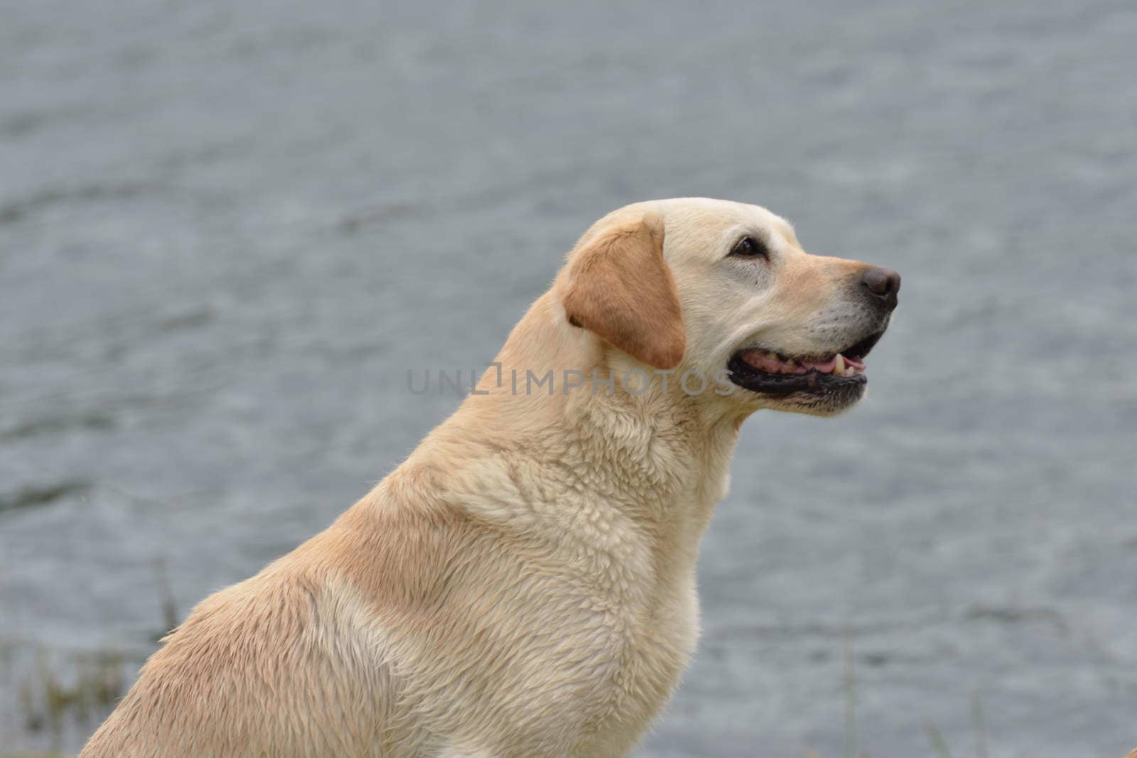 Alert Golden ladrador with water background