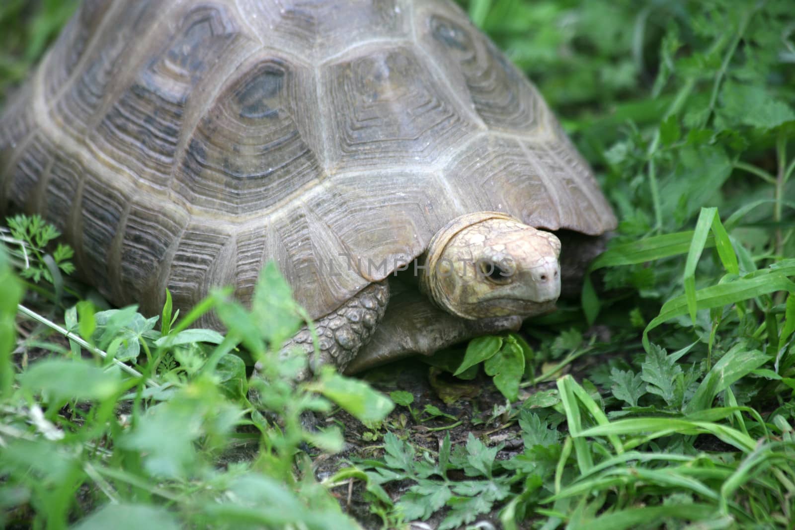 Elongated or yellow-headed tortoise (Indotestudo elongata), subspec. travancorica, female