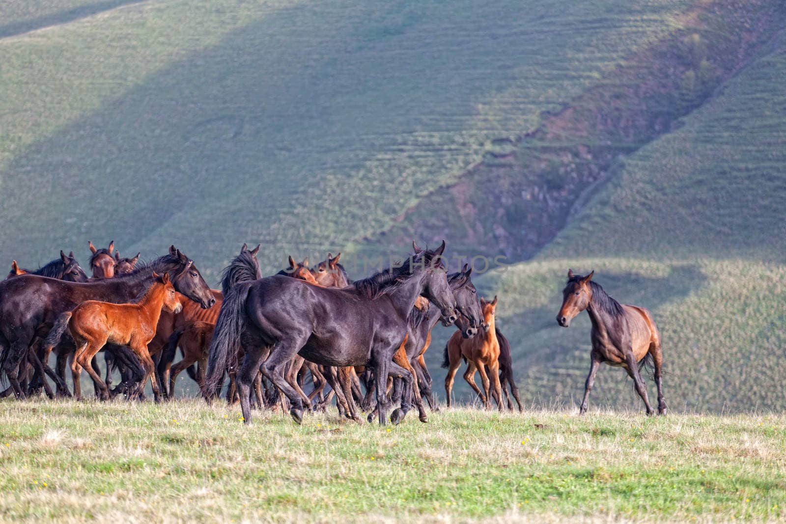 Herd of horses on a summer pasture. Elbrus, Caucasus, Karachay-Cherkessia