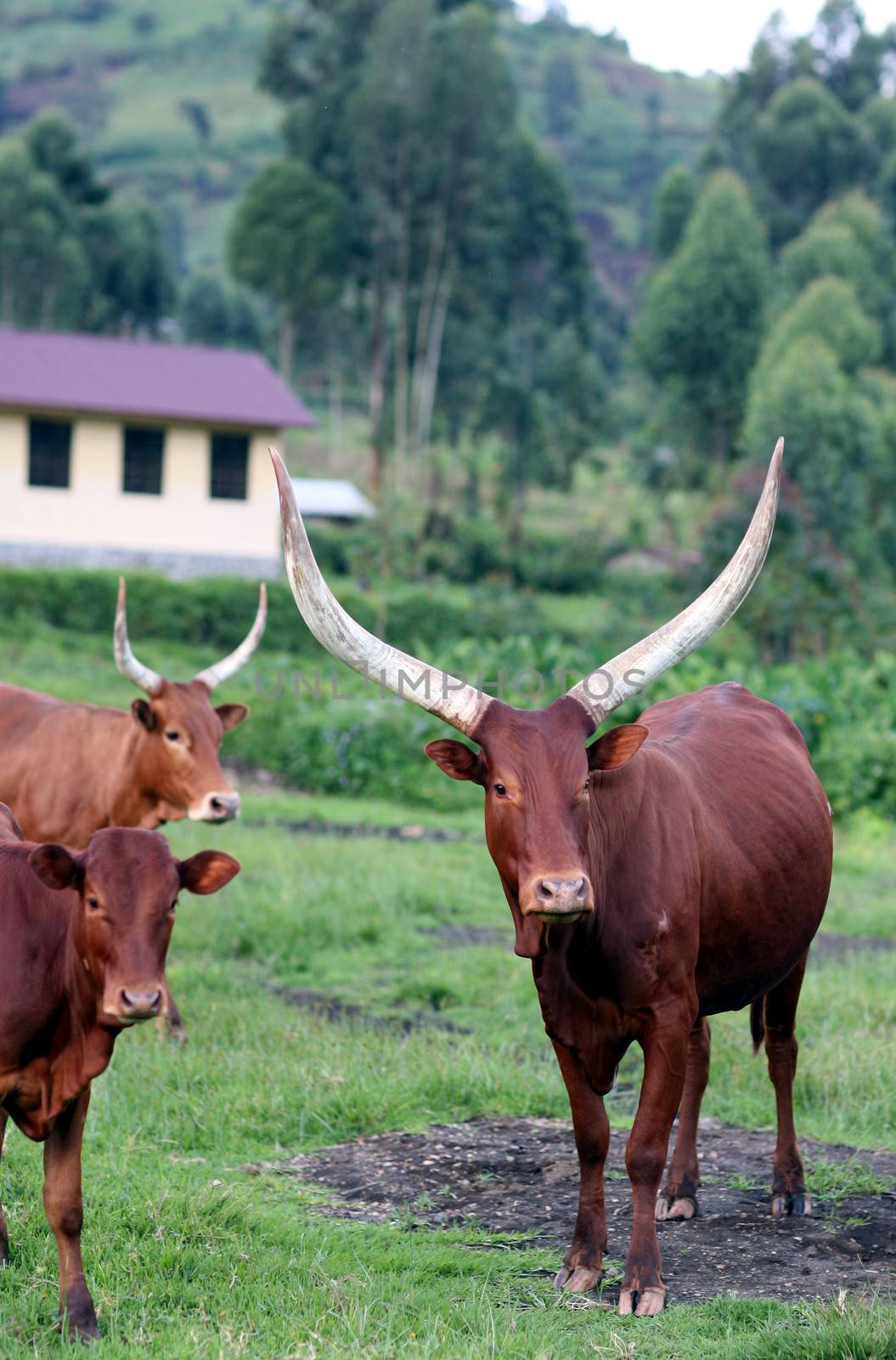 Cattle belonging to Tutsi farmers in the Masisi territory of North Kivu, DR Congo