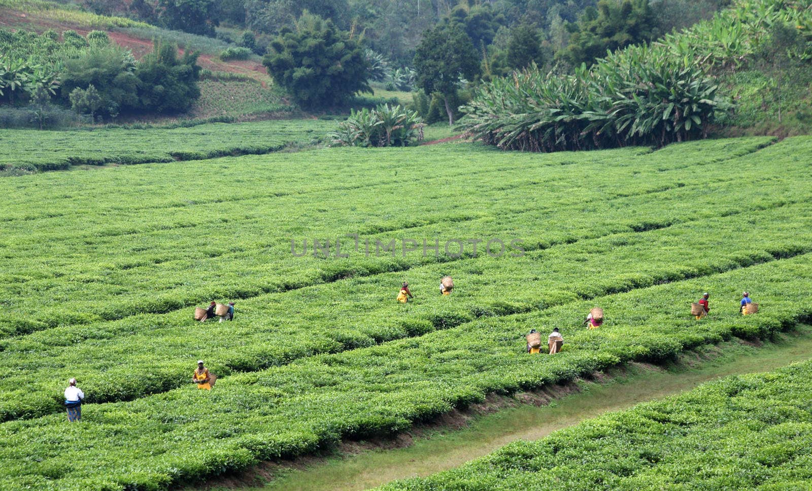 Landscape with tea plantations and pluckers in south western Rwanda