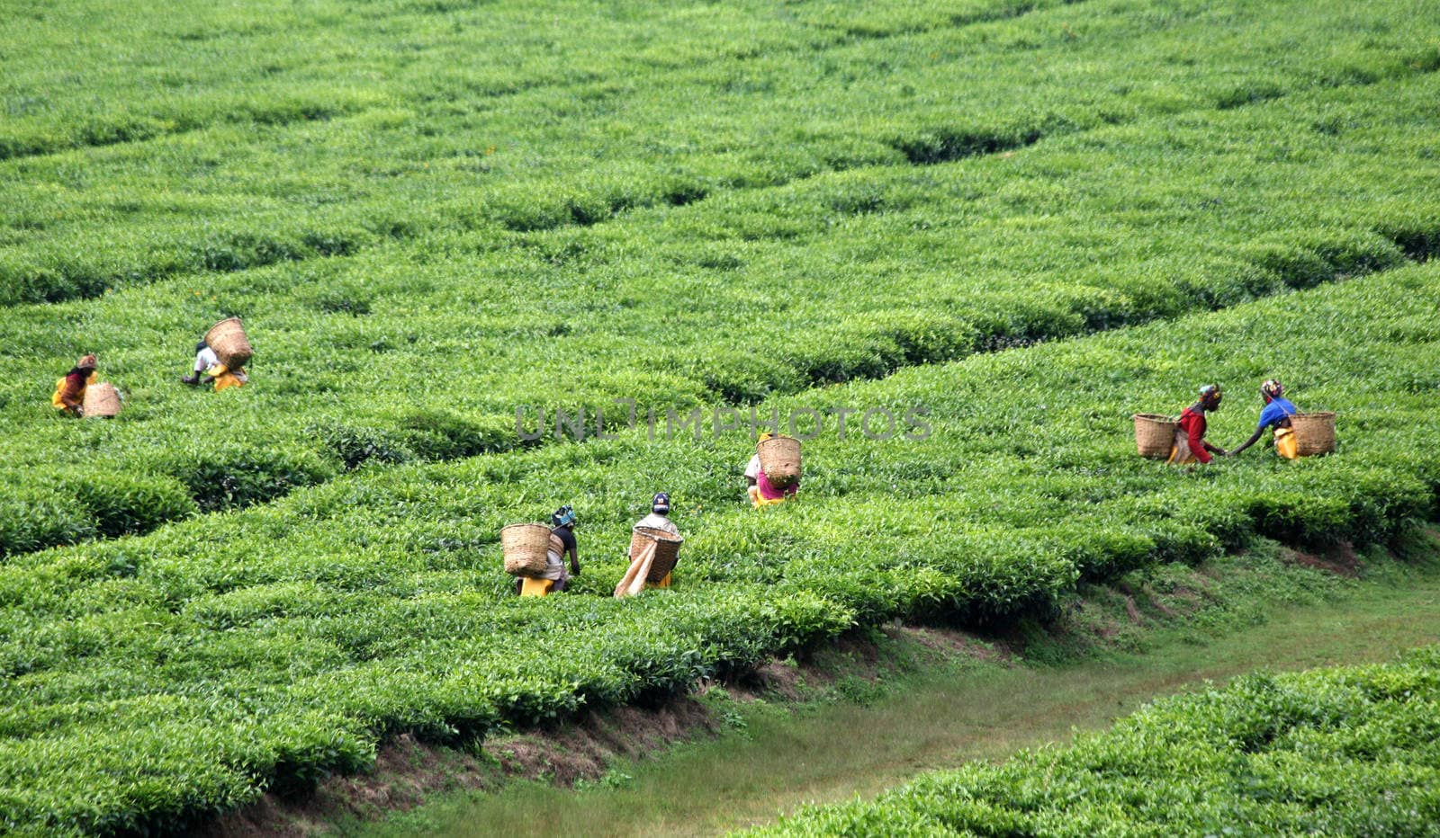 Tea plantation in Rwanda by HBphotoart