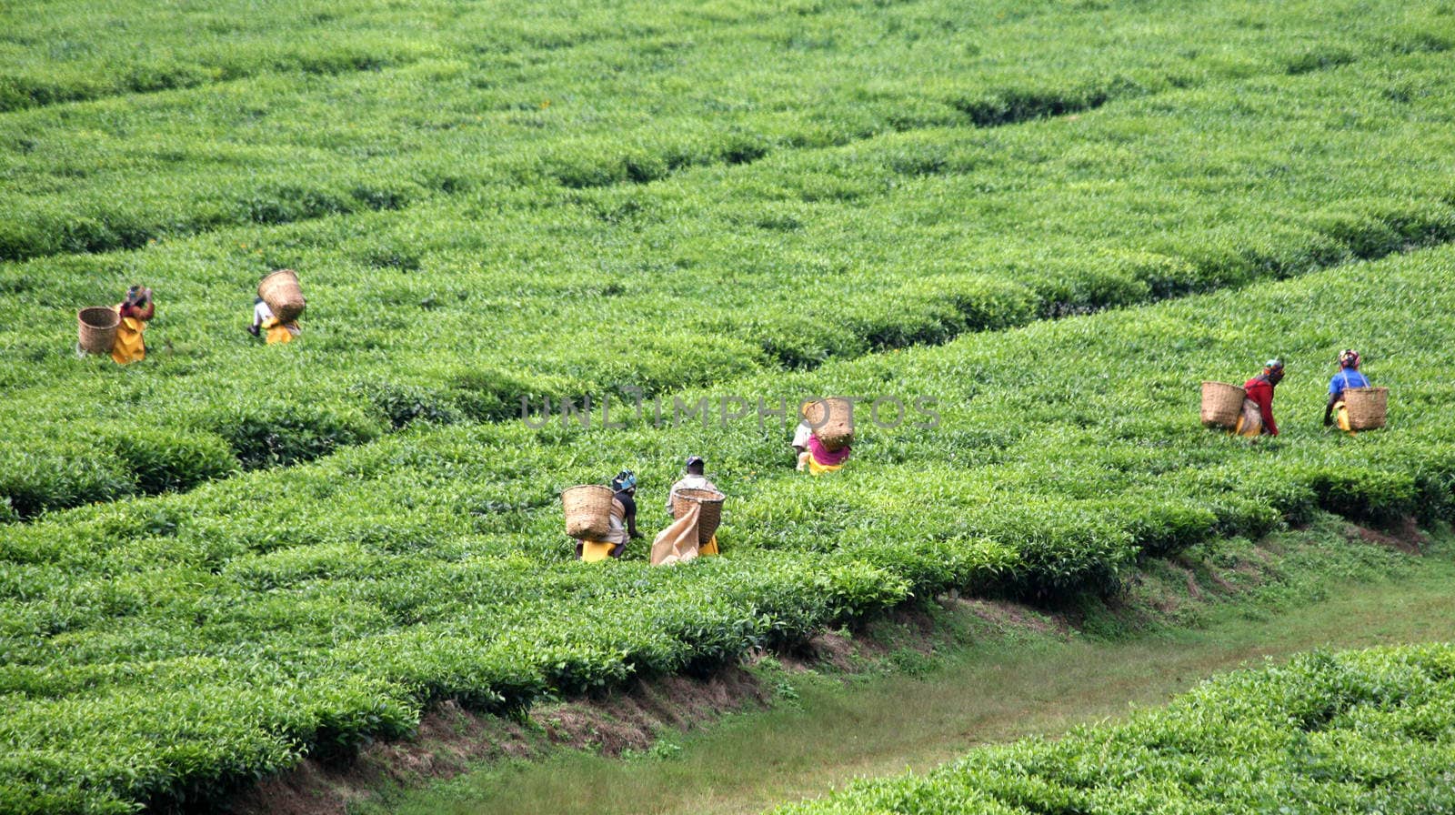 Tea plantation in Rwanda by HBphotoart