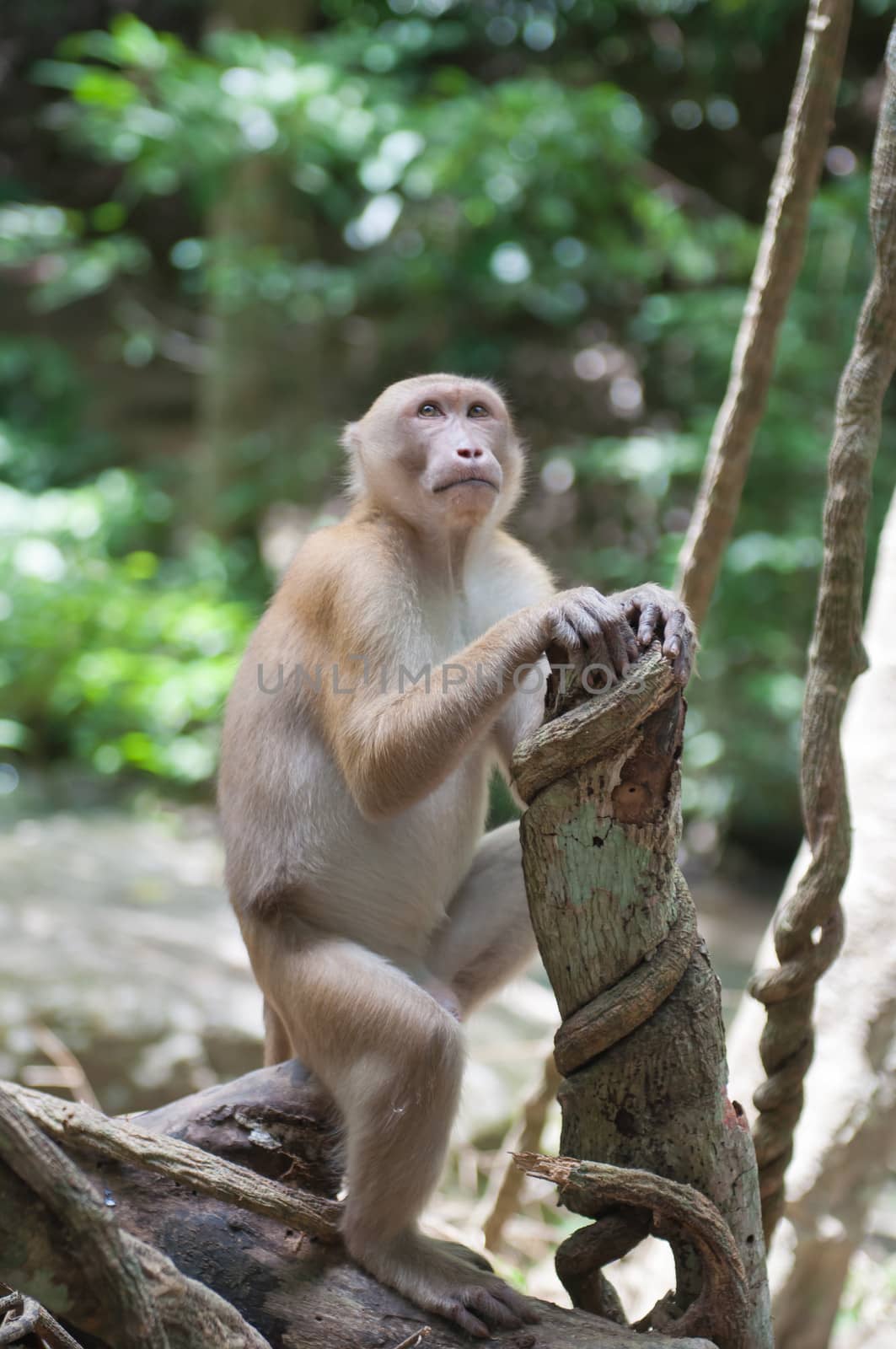 wild monkey on tree in the forest